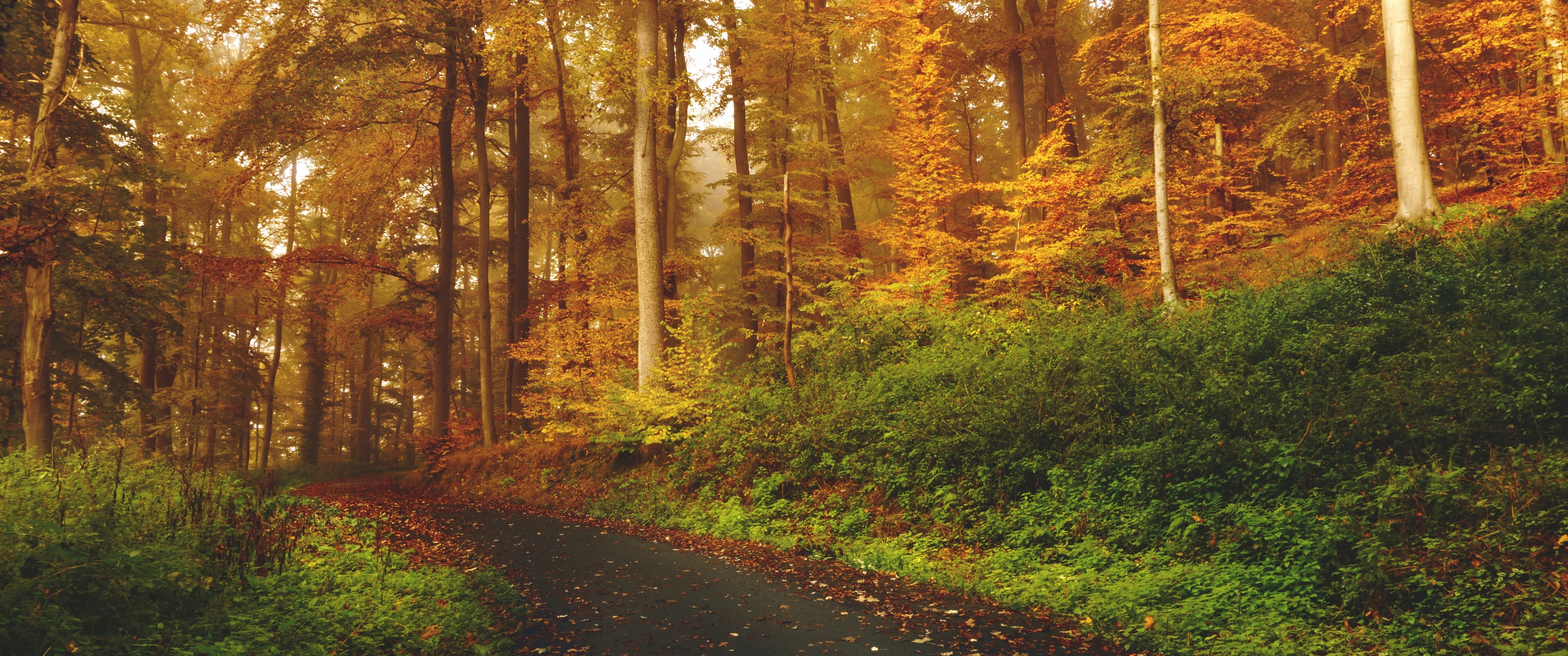 Autumn Wallpaper 4K, Path, Road, Foliage, Trees, Forest, Fall, 5K, Nature