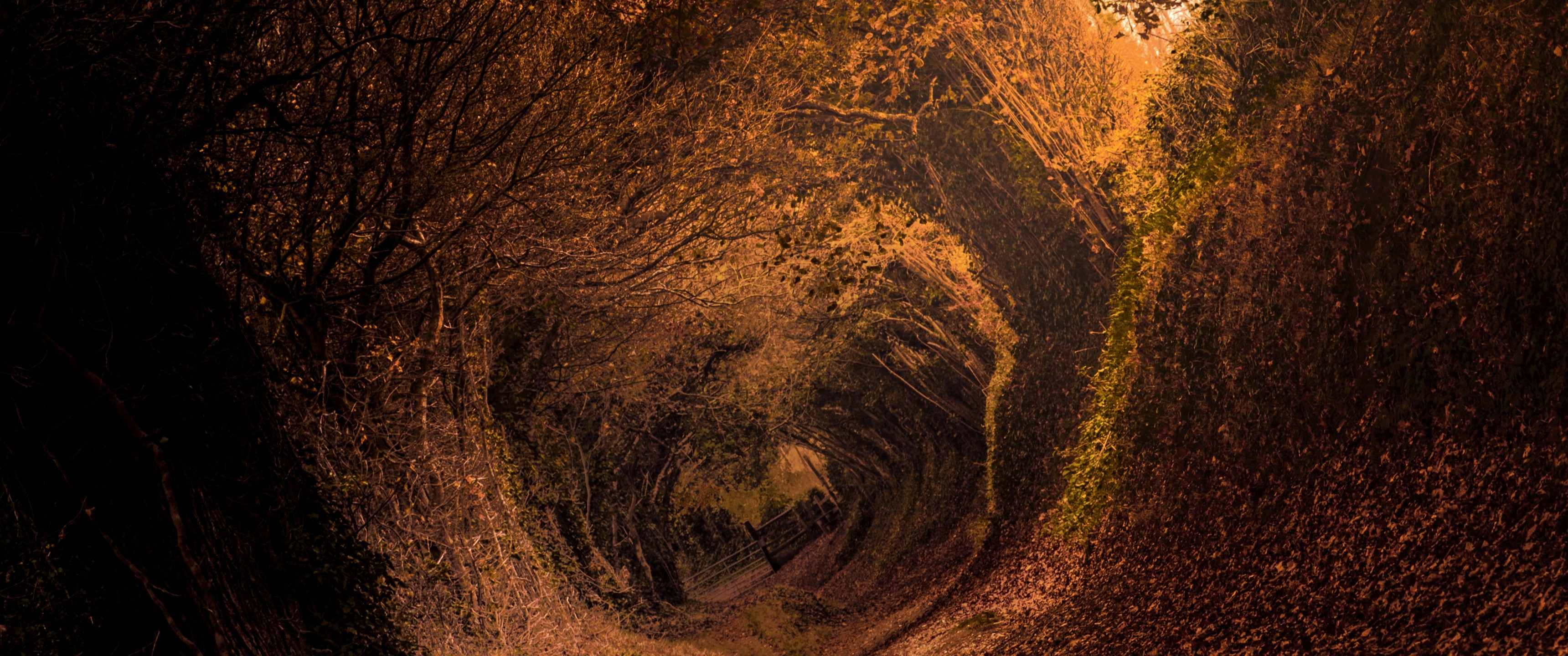 Download 3440x1440 Autumn Leaves, Tunnel, Trees Wallpaper