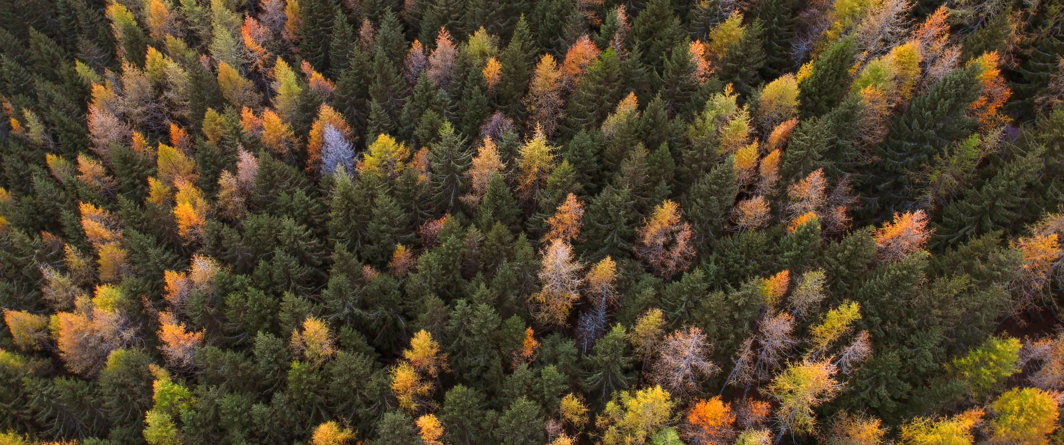 Download 3440x1440 Forest, Trees, Fall, Autumn, Top View Wallpaper
