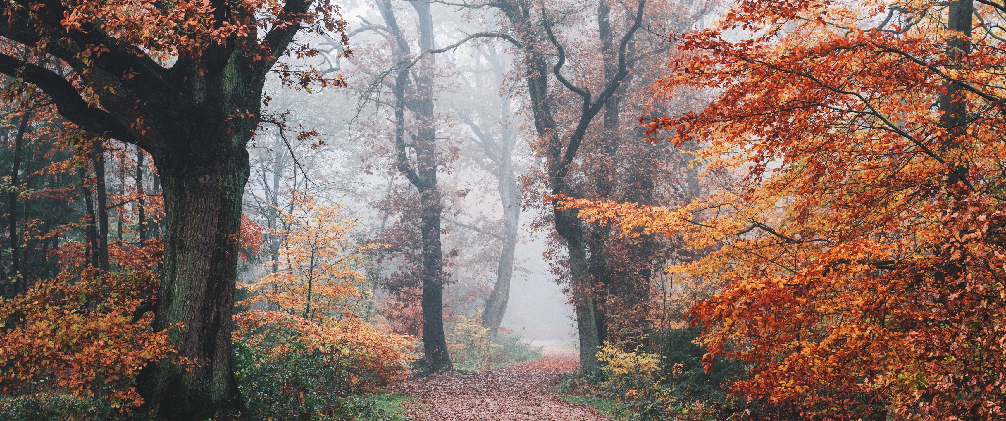 Autumn Wallpapers 4K, Forest, Fall Foliage, Trees, Foggy, Morning, 5K, Nature,