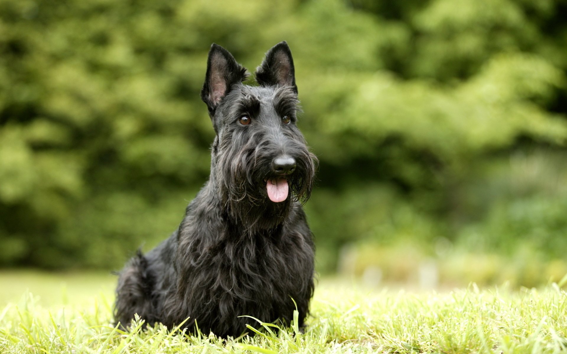 Scottish Terrier HD Wallpaper and Background Image