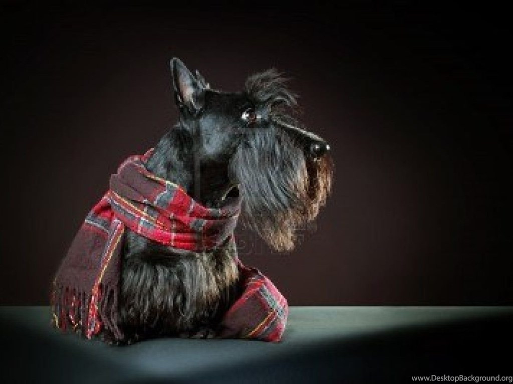 Scottish Terrier Wallpaper