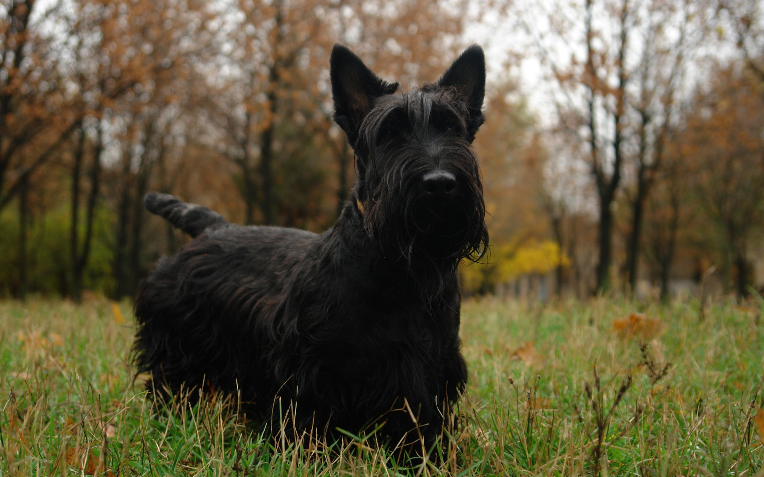 Scottish Terrier HD Wallpaper