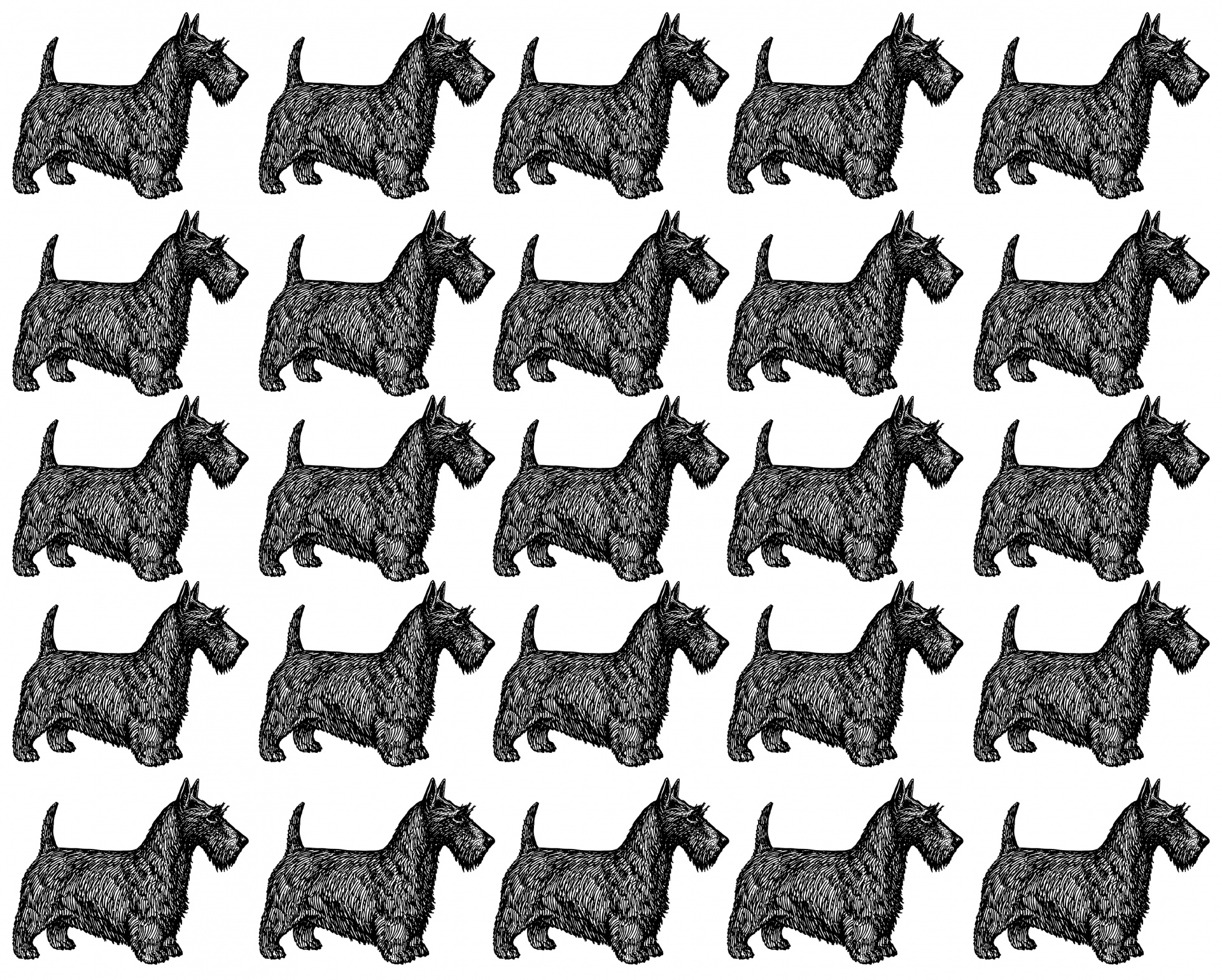 Scottish Terrier Dog Wallpaper Free Domain Picture
