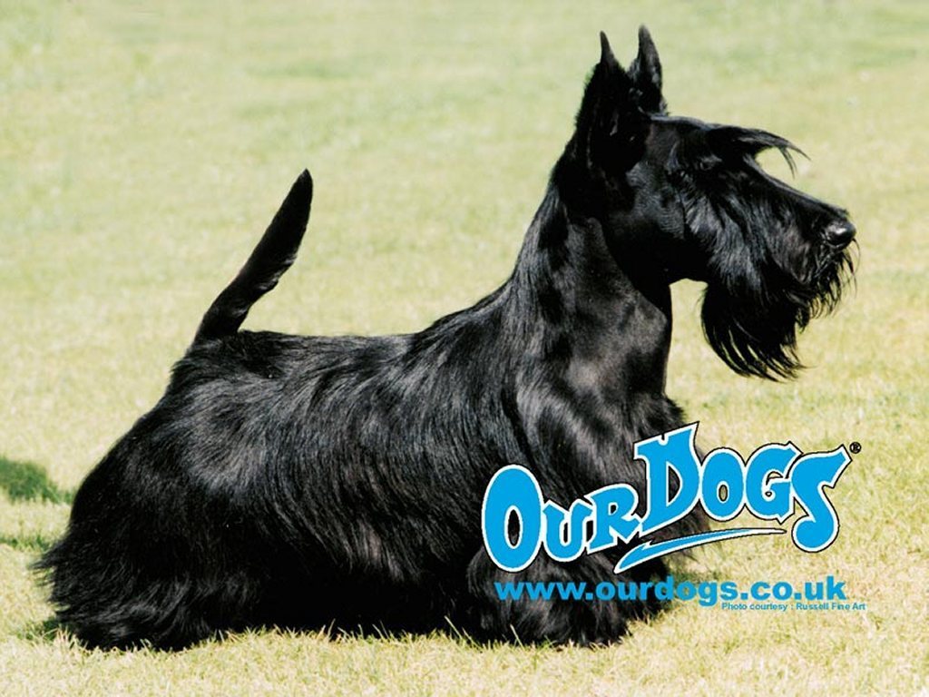 Scottish Terrier