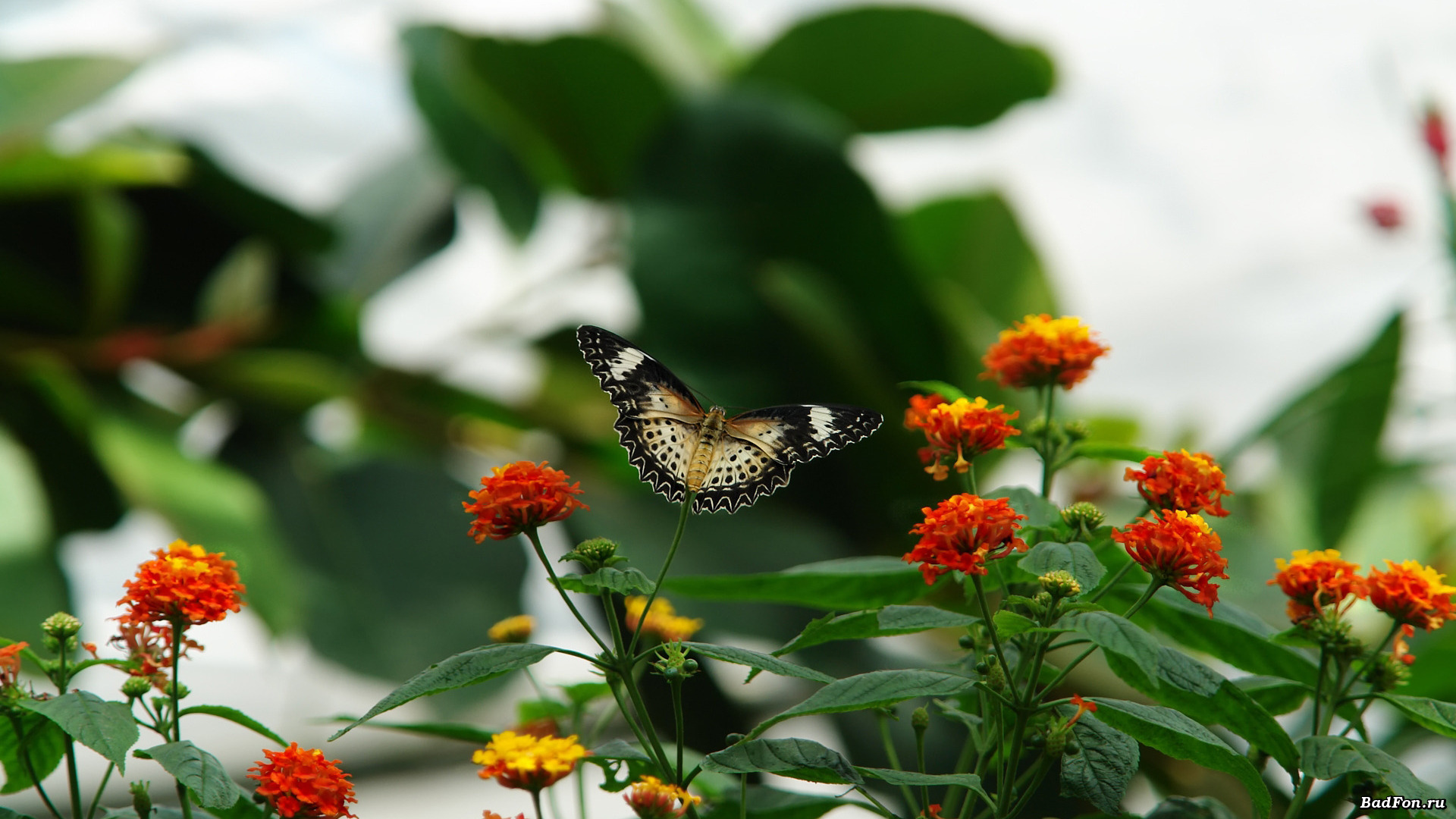 Butterfly HD Wallpaper