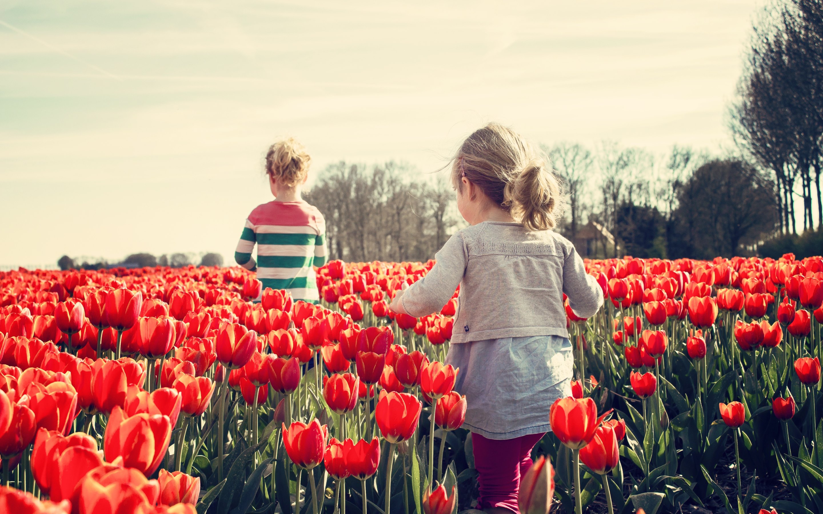 Children Playing In A Land Of Tulips HD Wallpaper