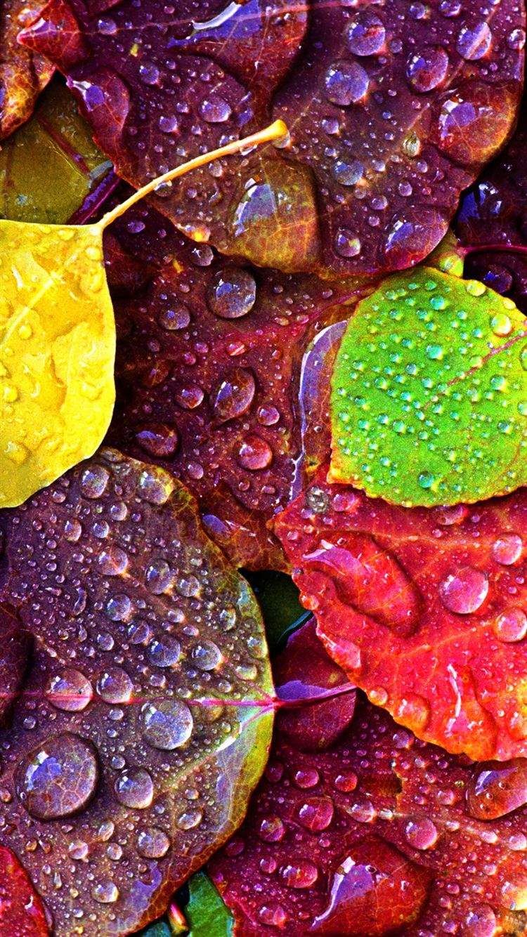 Samsung S S6 Plus, S6 Edge, Note Note 5 And Note Edge Wallpaper. Nature iphone wallpaper, iPhone 6 wallpaper, Colorful leaves