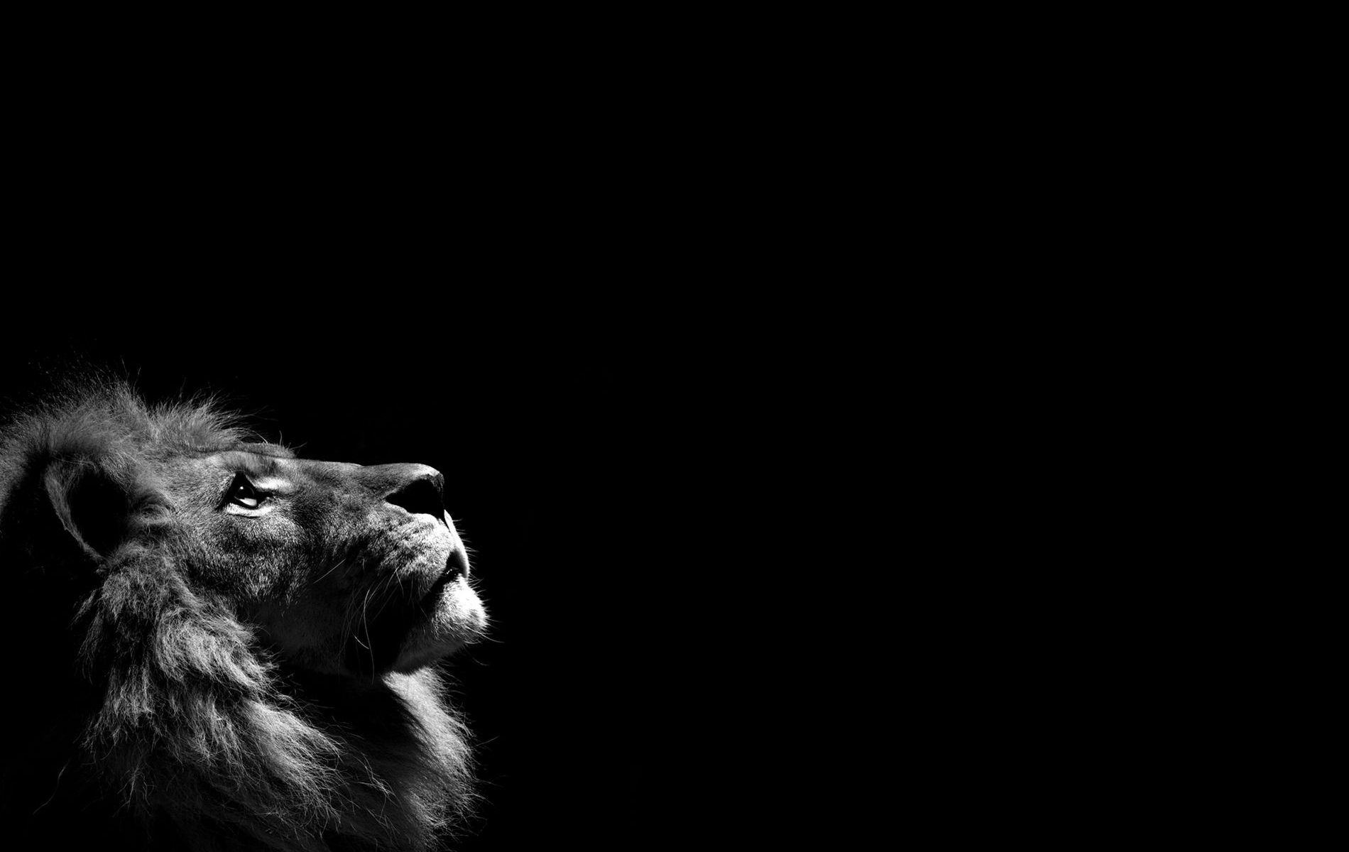 Download Wallpaper, Download 1900x1200 dark photography grayscale lions black background 1900x1200 wallpaper Wallpaper –Free Wallpaper Download