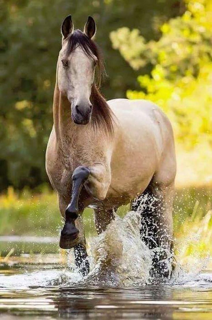 A beautiful buckskin horse enjoys a splash in the stream #summer #horse # buckskin HOUZELLE - beautiful buckskin. Horses, Animals, Pretty horses