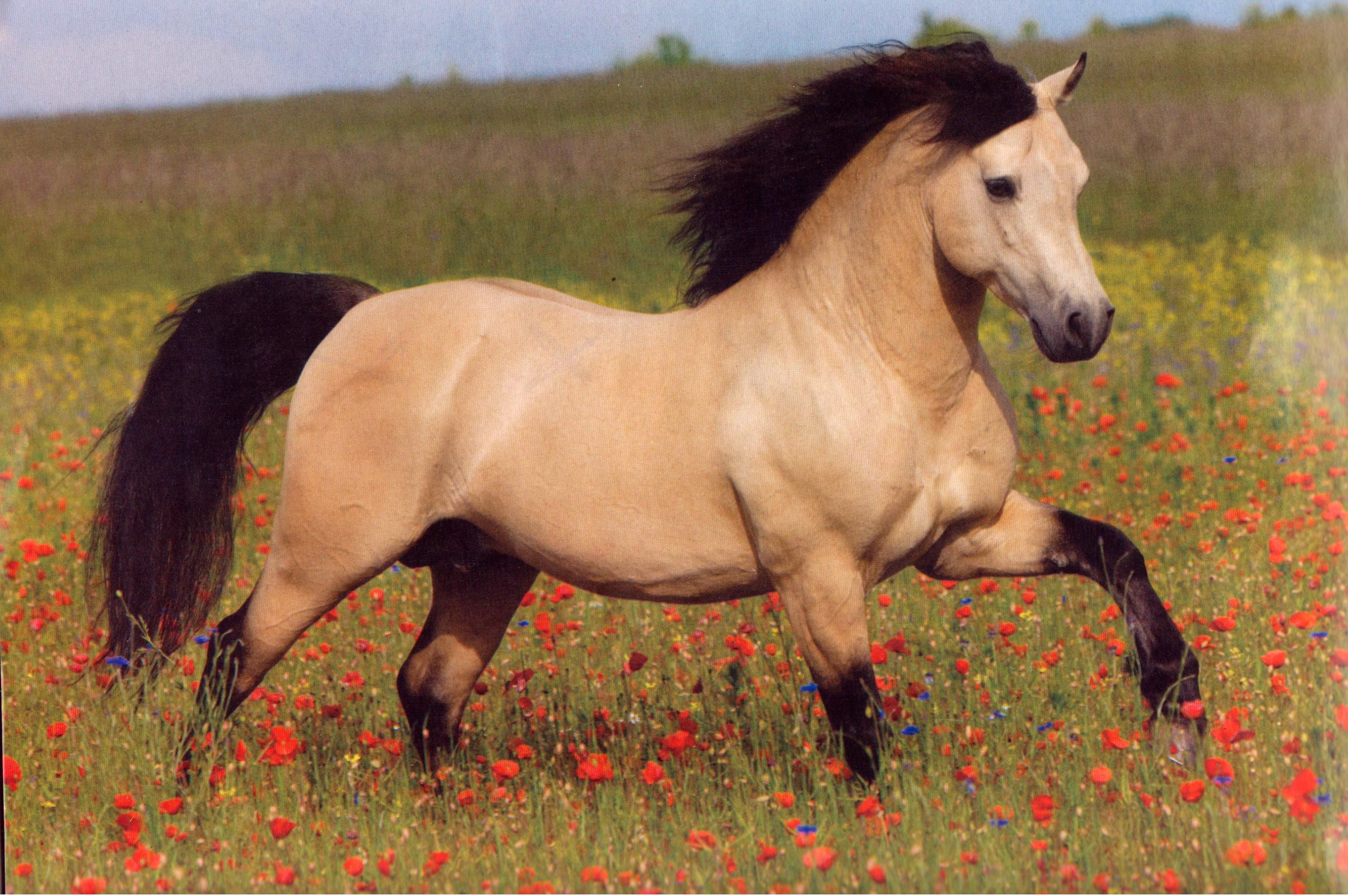 BEAUTIFUL, BOLD, BRAVE AND BRILLIANT BUCKSKINS. Buckskin horse, Horse wallpaper, Horses