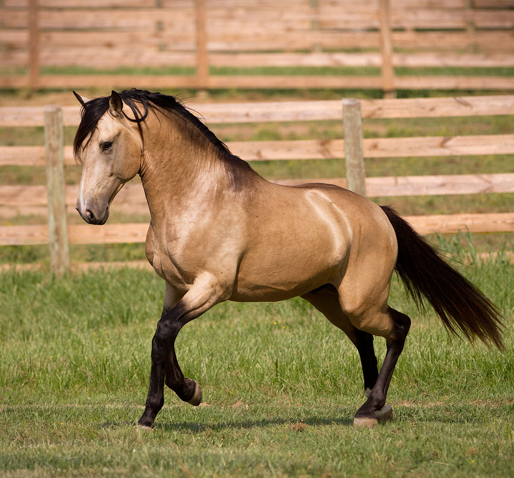 Buckskin Horse Facts with Picture