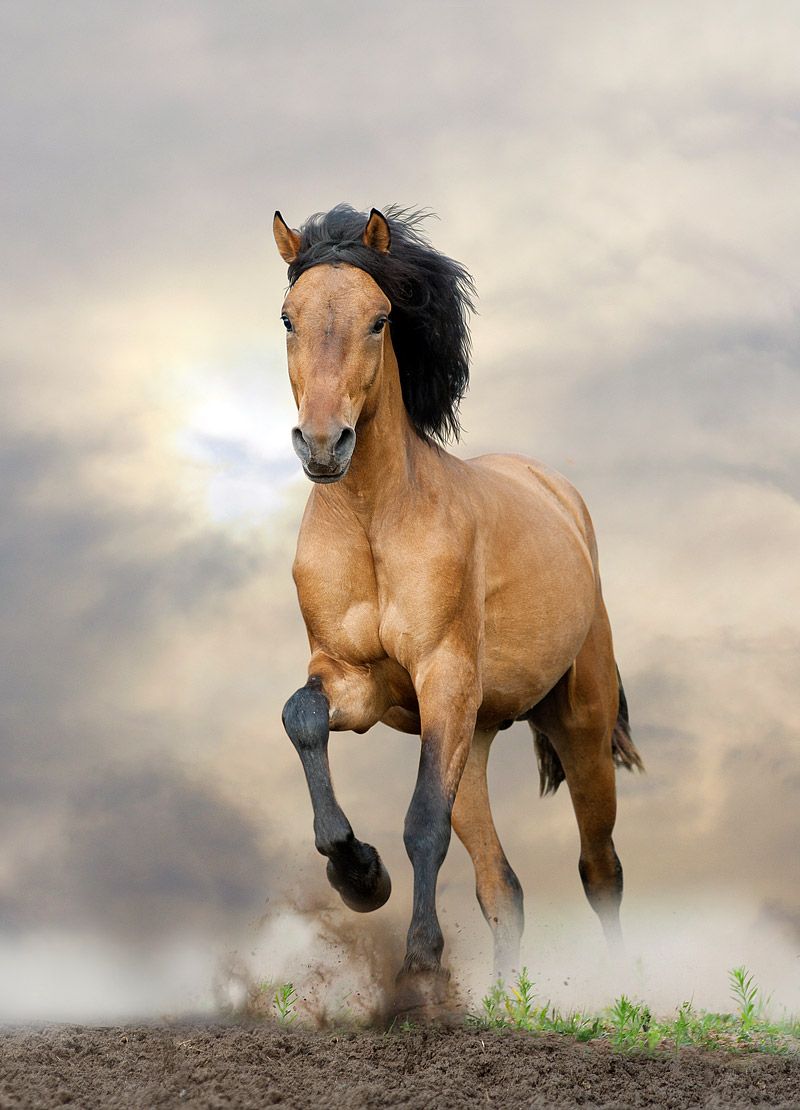 Fascinating and Interesting Facts About Horses Corner. Horse wallpaper, Wild horses running, Horses