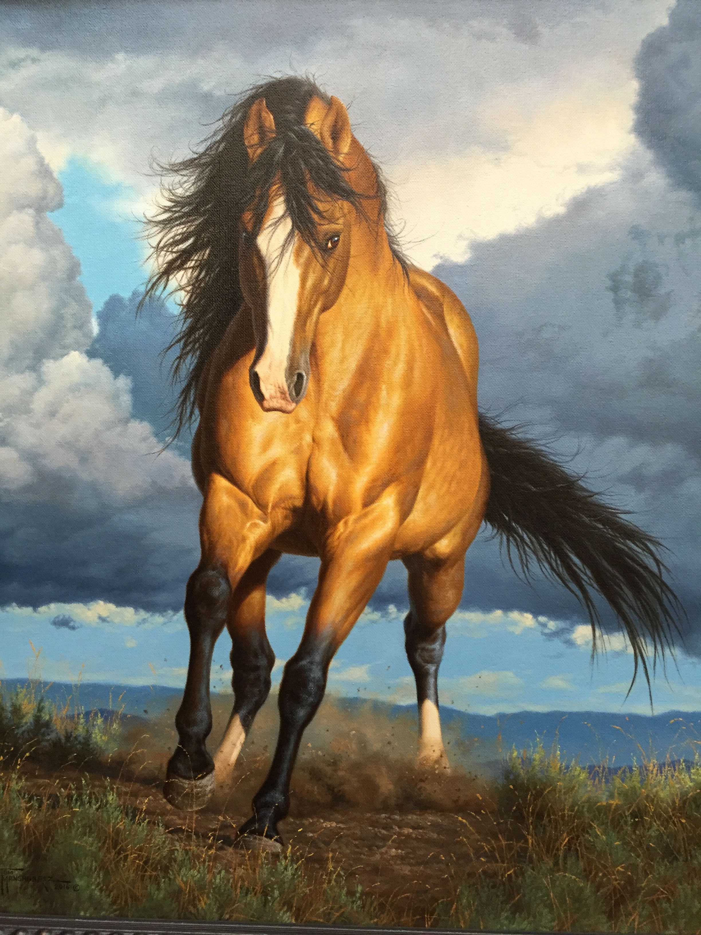Limited edition canvas prints of this buckskin horse titled Rolling Thunder are available at: tommansanarez.com. Horse canvas painting, Horses, Horse wallpaper