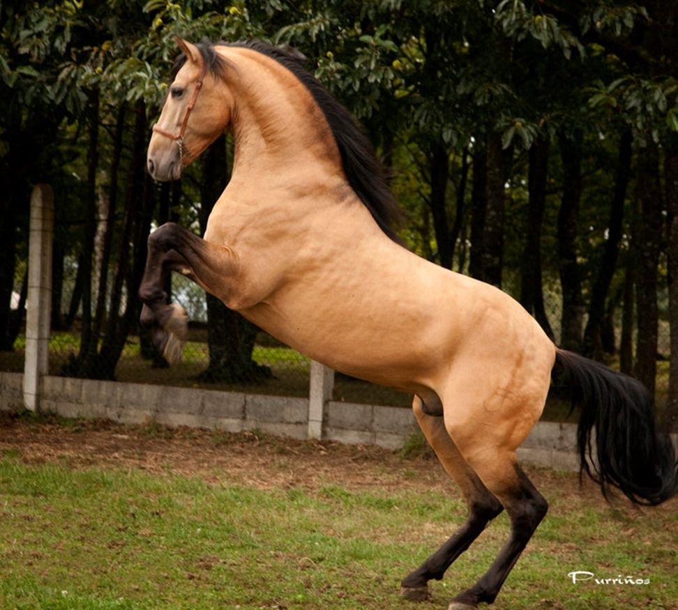 Buckskin Andalusian. Horses, Andalusian horse, Beautiful horses