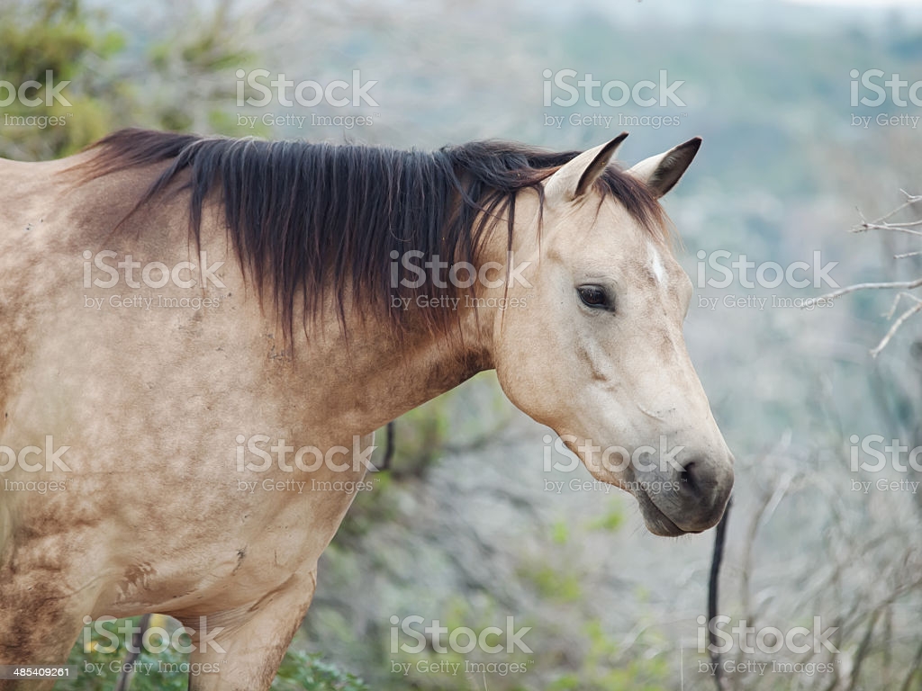 Portait Of Buckskin Horse At Freedom Image Now