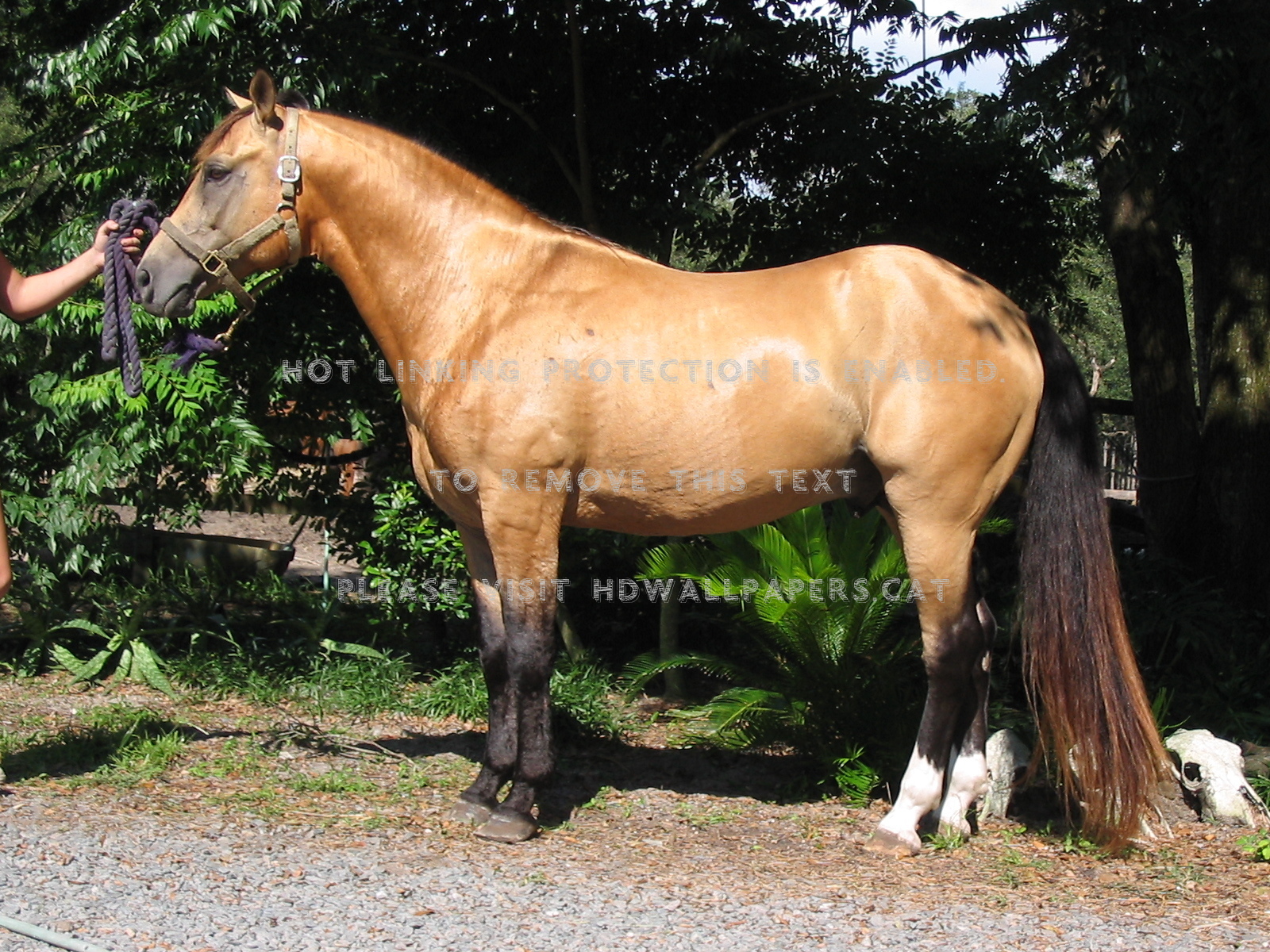 buckskin horse halter animals long tail