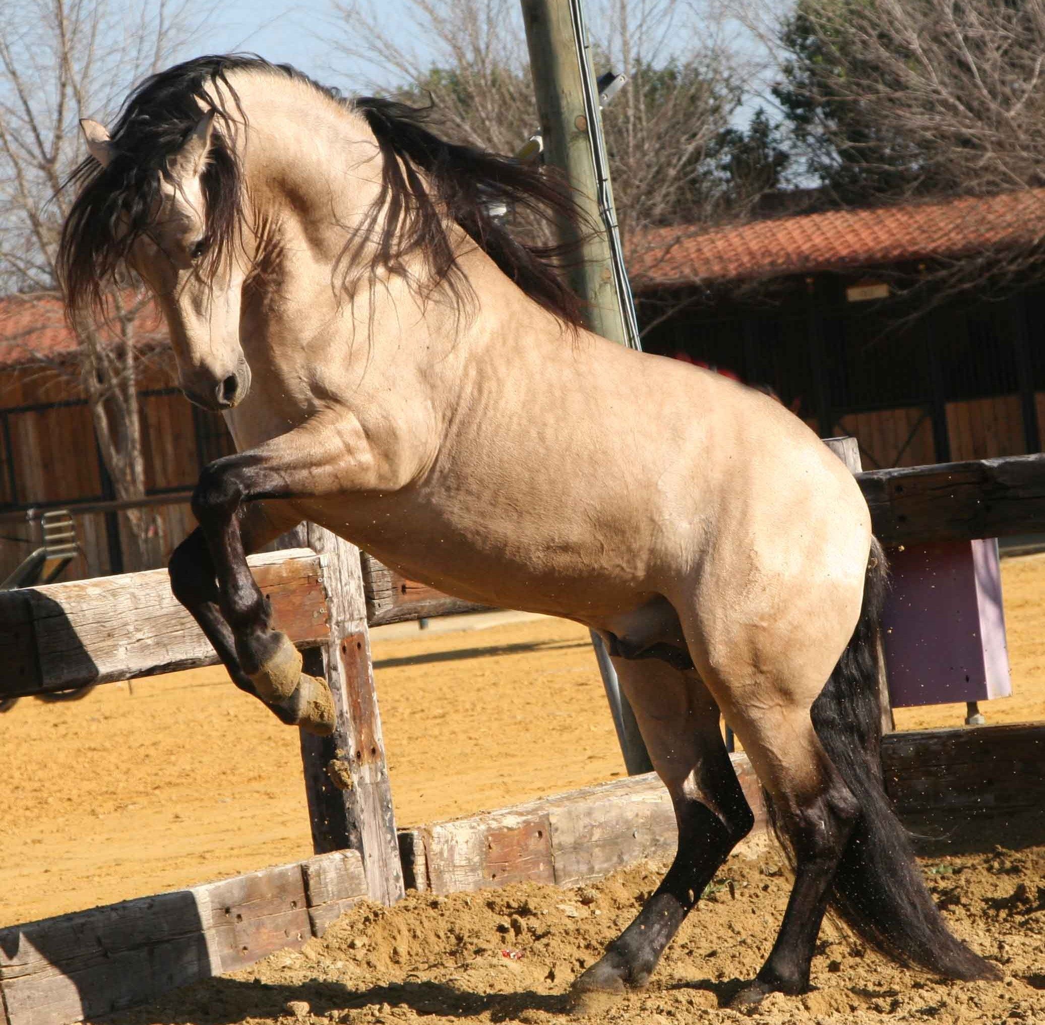 Wallpaper Animals. Horses, Lusitano Horse, Andalusian Horse