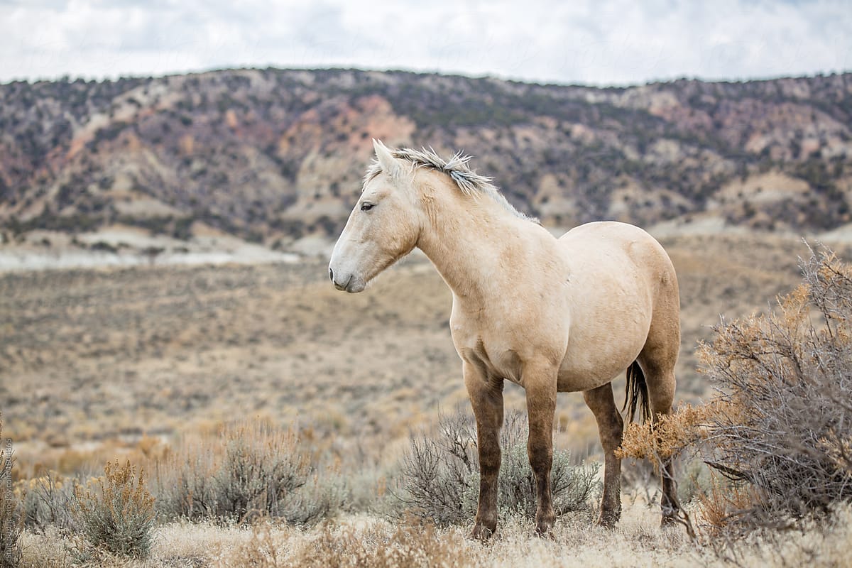 Wild Buckskin Horse In The Mountain Desert Of Colorado by Studio J, Inc., Horse