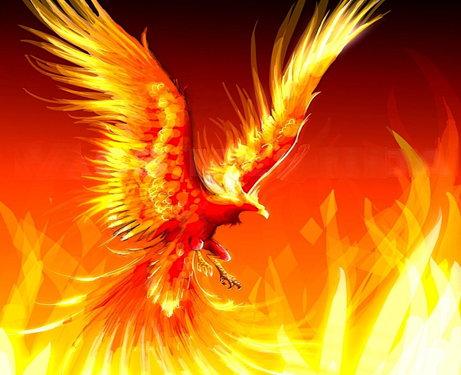 GtHHdlY_zfo UUX67jQkfCI AAAAAAAACmg 3zI3TZHNe6M S1600 Cool Fire Wallpaper. Phoenix Artwork, Phoenix Bird Tattoos, Phoenix Harry Potter