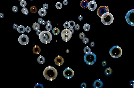 Soap Bubbles Sphere Rainbows Circles Clear Shiny Reflection Bokeh Photography Mood Desktop Background Wallpaper
