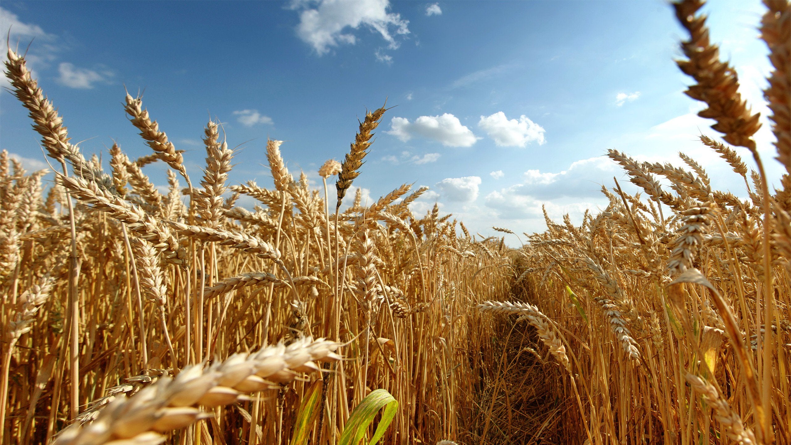 Wheat Field Wallpaper