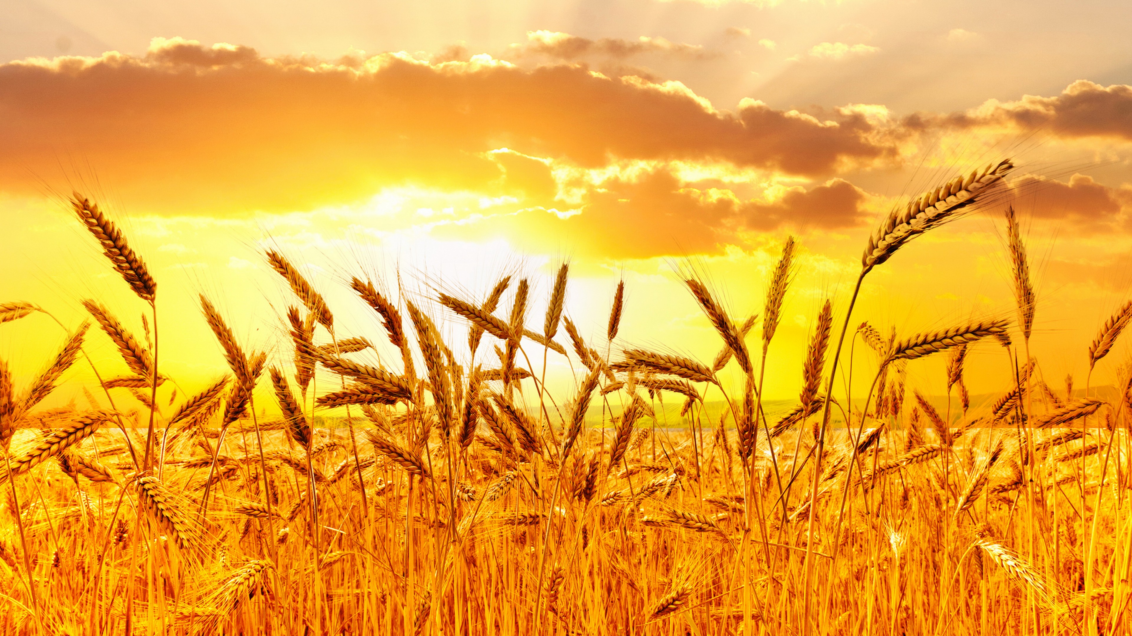 Wallpaper Wheat, 5k, 4k wallpaper, meadows, sunset, Nature