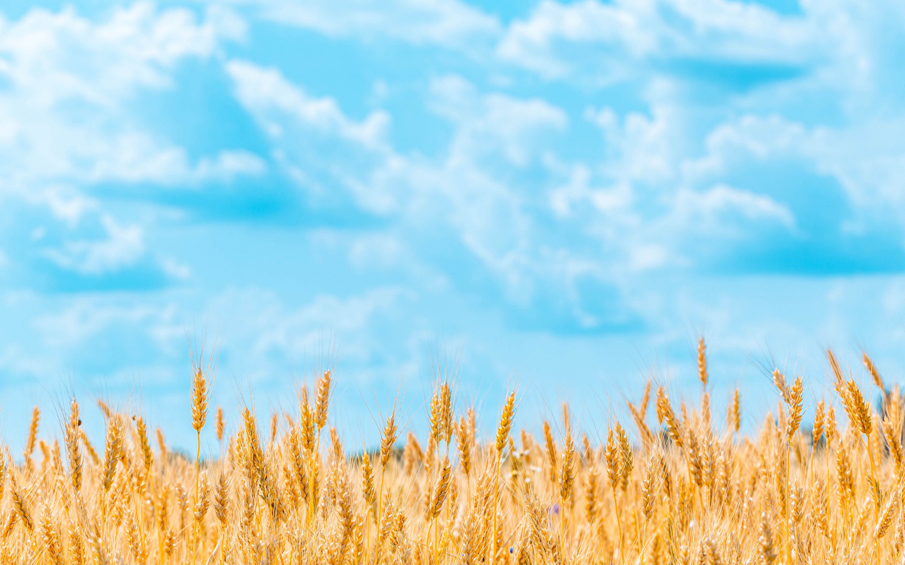 Download wallpaper 3840x2400 field, wheat, spikelets, sky, clouds 4k ultra HD 16:10 HD background