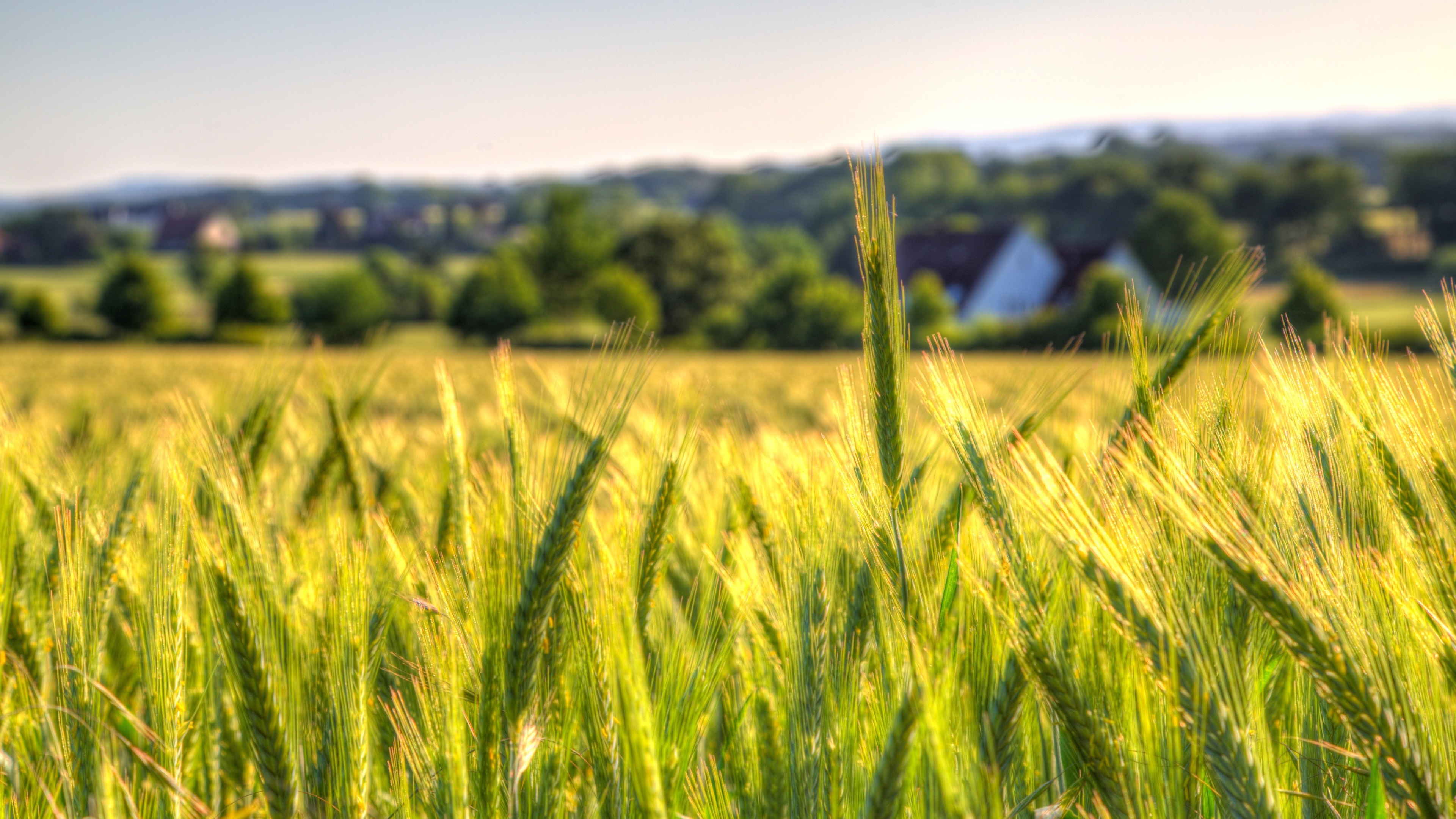 Wallpaper Wheat Field, Countryside, Farm