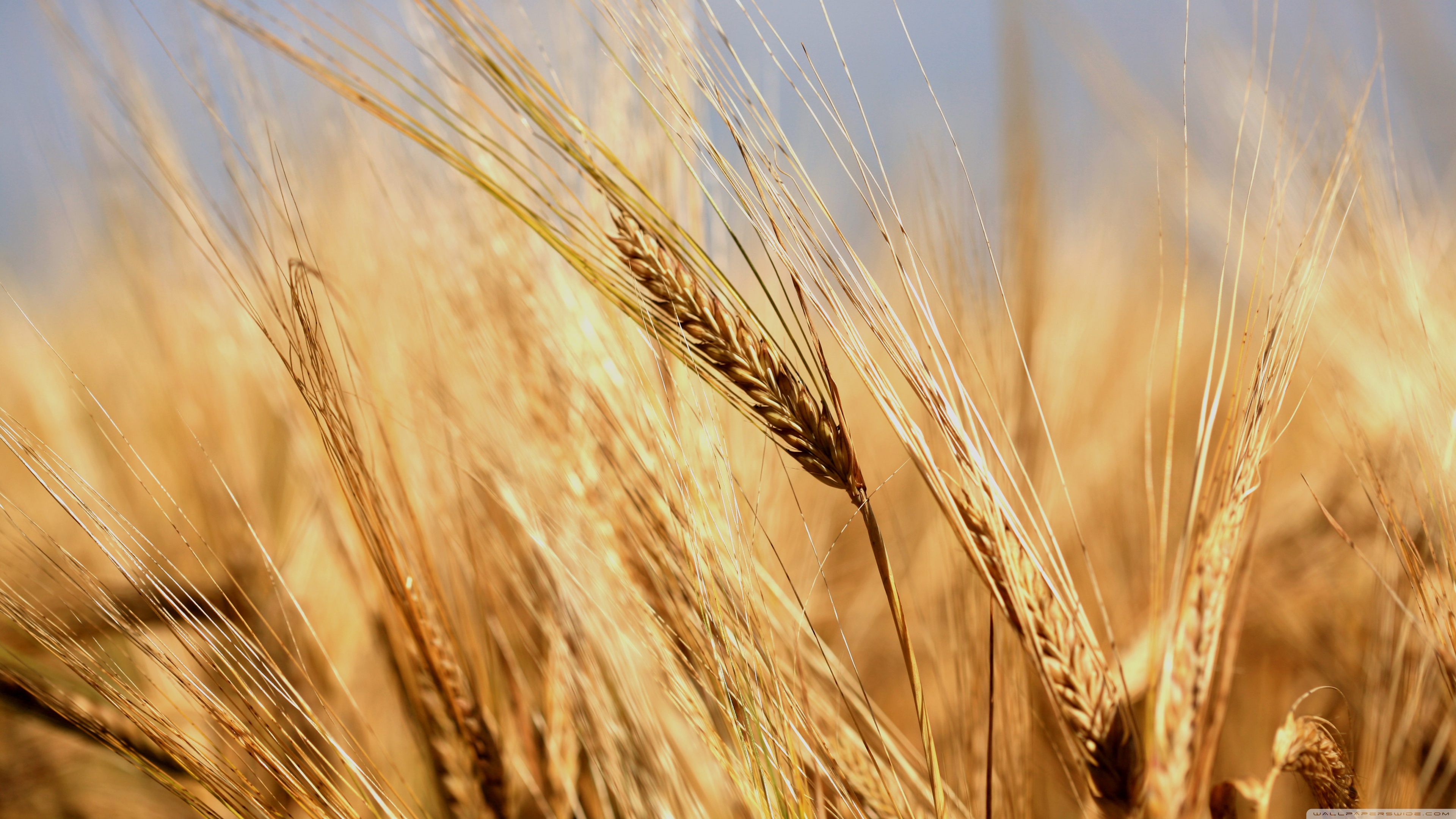 Wheat 4k