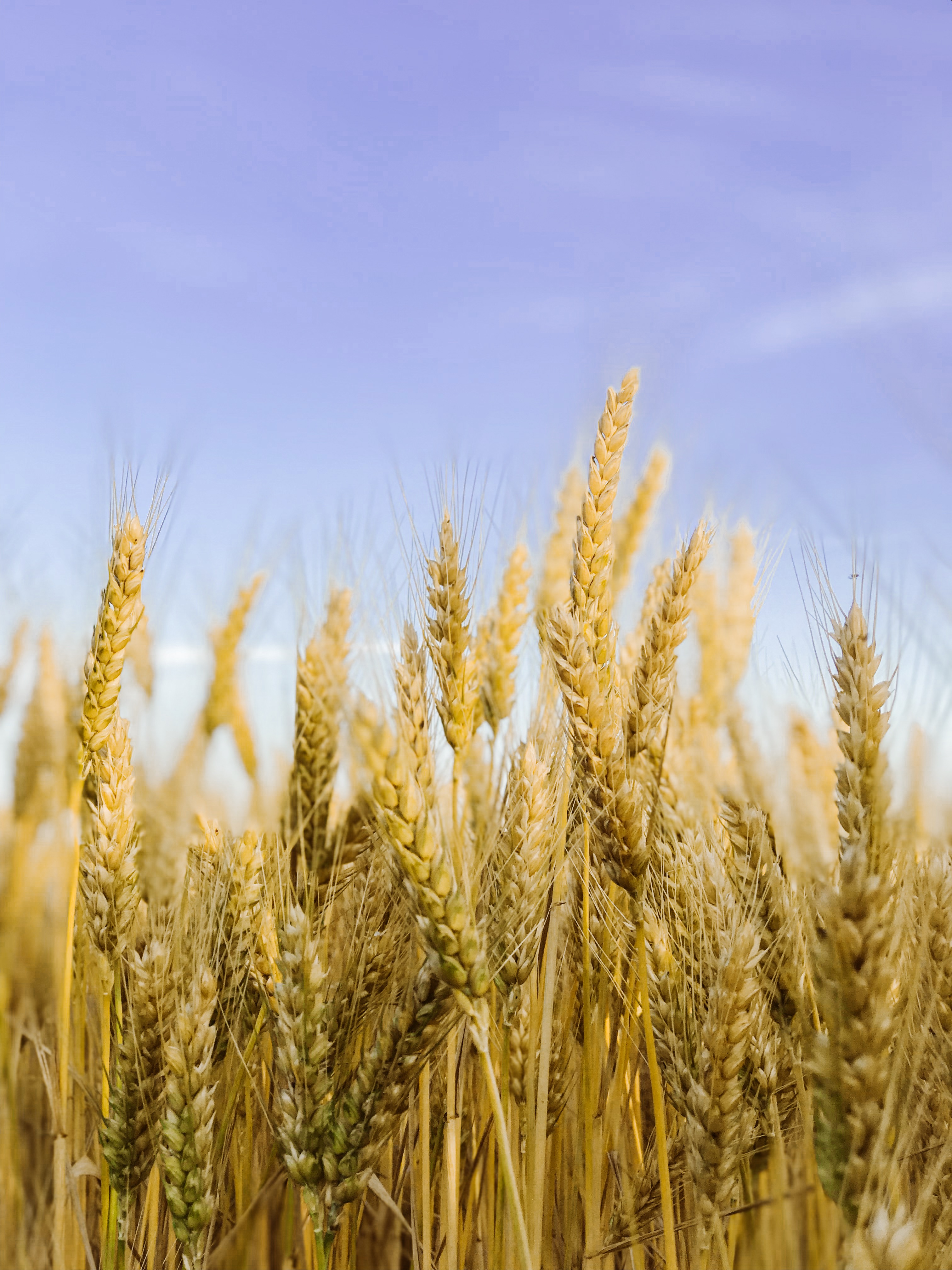 Brown Wheat Field Under Blue Sky · Free