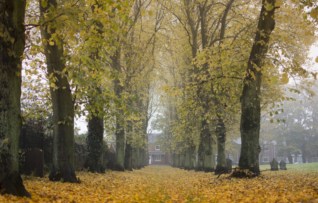 Wallpaper autumn, trees, the city, fog, cemetery, Bishop Auckland, elevation of Hamsterley, County Durham, UK, a walkveyard image for desktop, section город