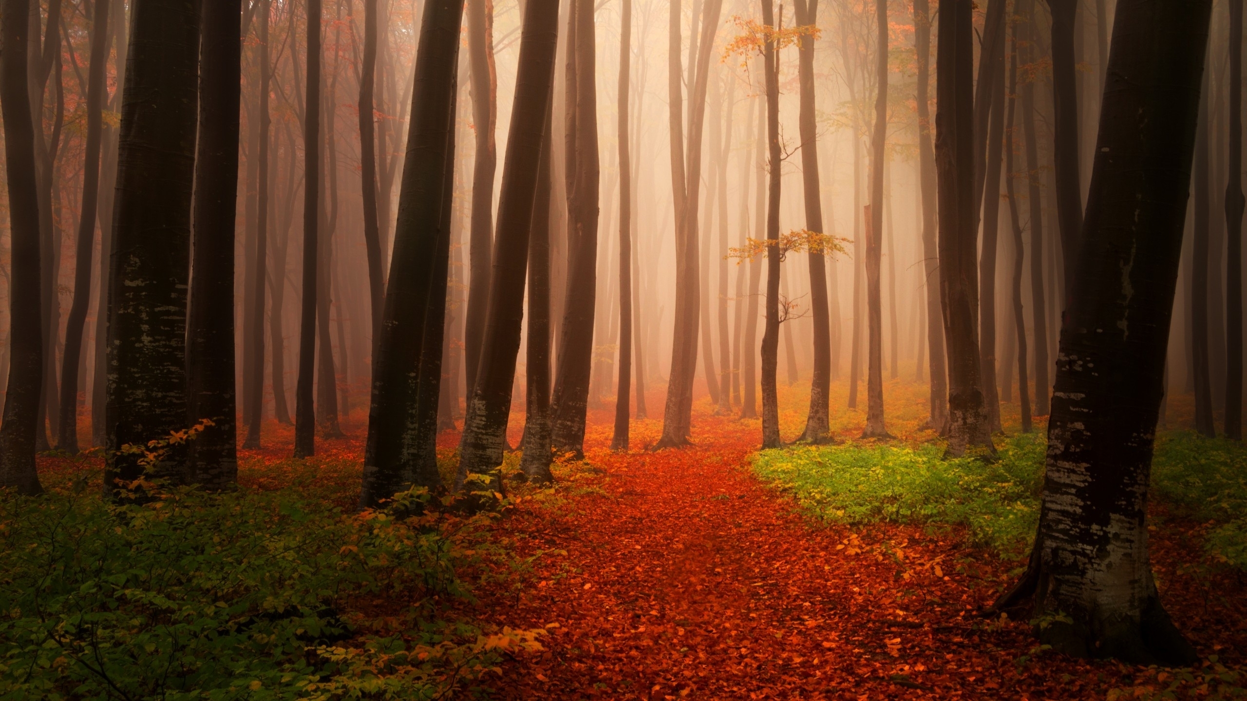 #Autumn, #Foggy, #Misty, #Forest. Mocah HD Wallpaper