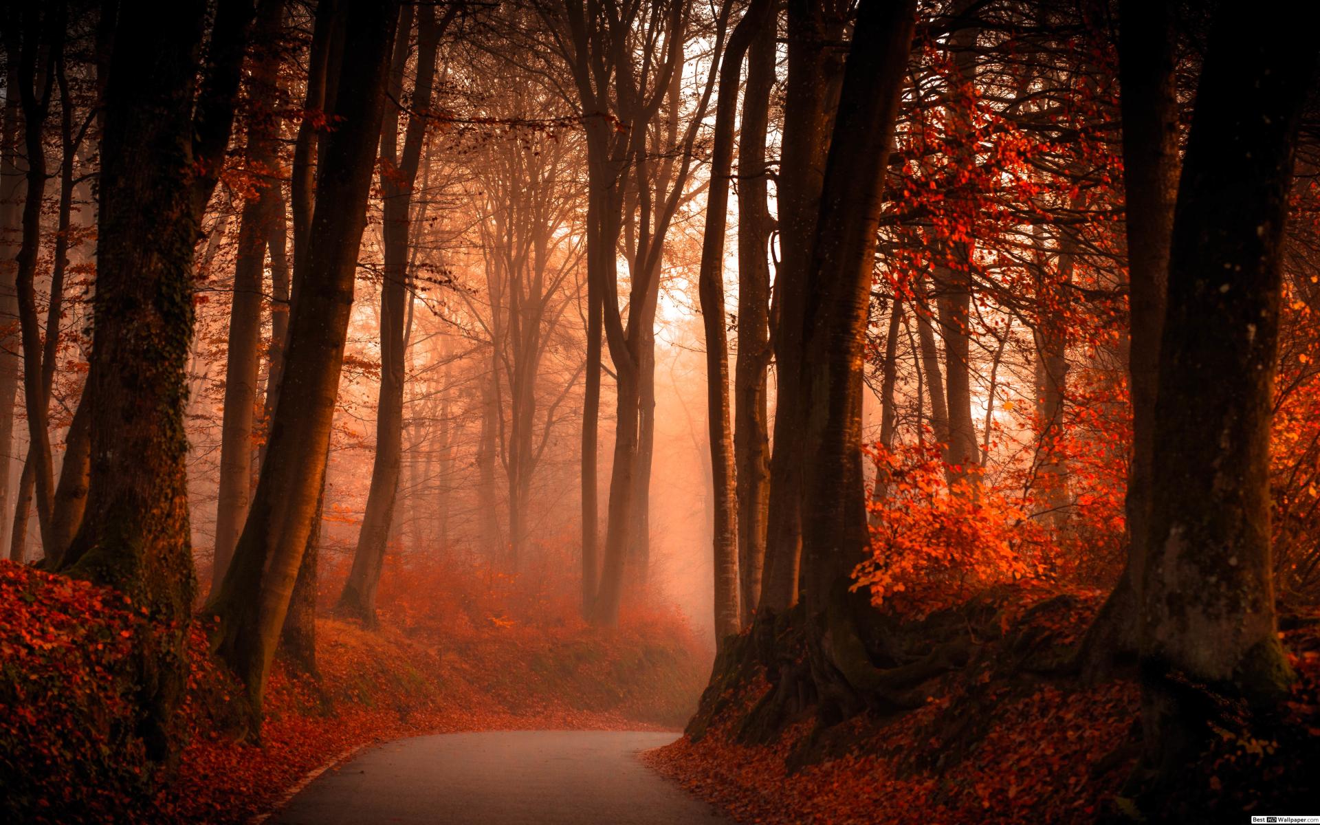 Foggy Winding Road in Autumn Forest HD wallpaper download