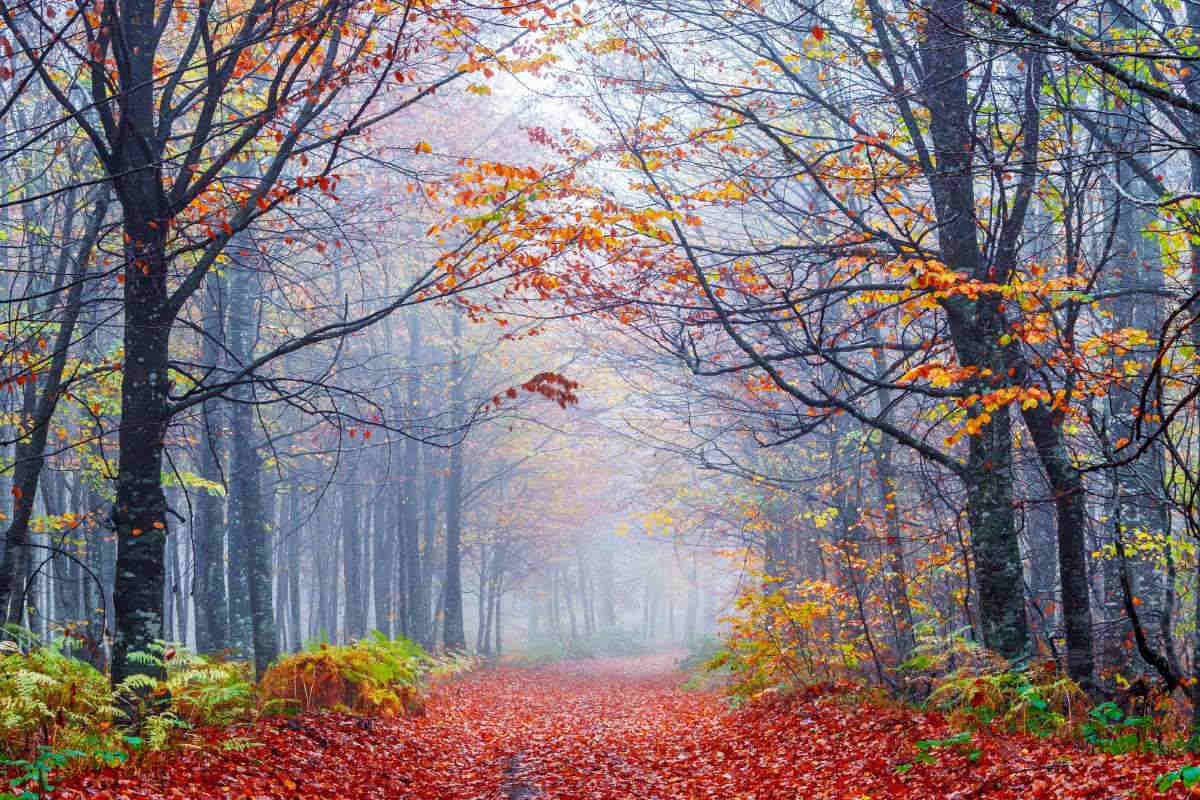Wallpaper Mural Foggy Autumn Forest Road (789)