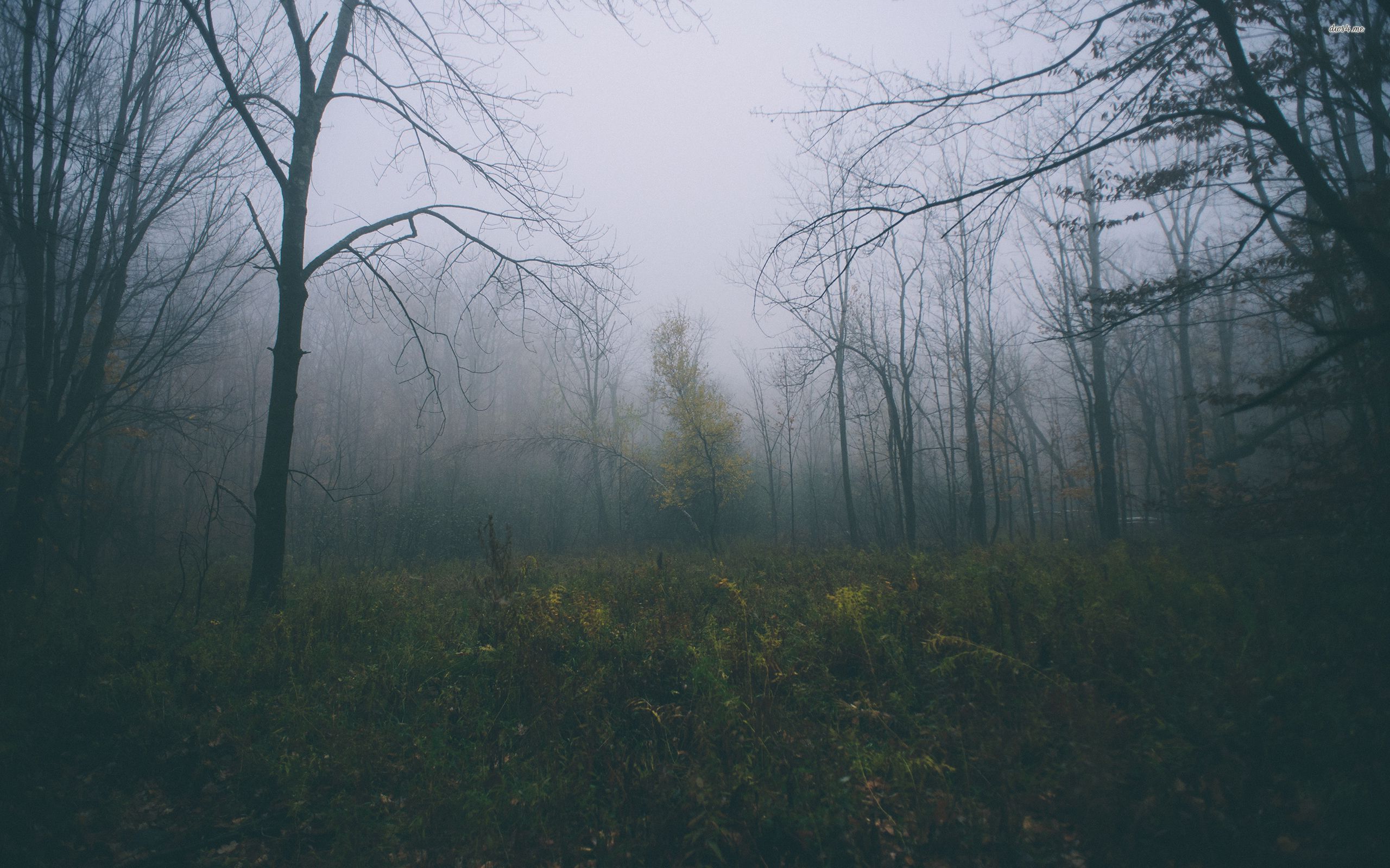 Foggy Woods Wallpaper