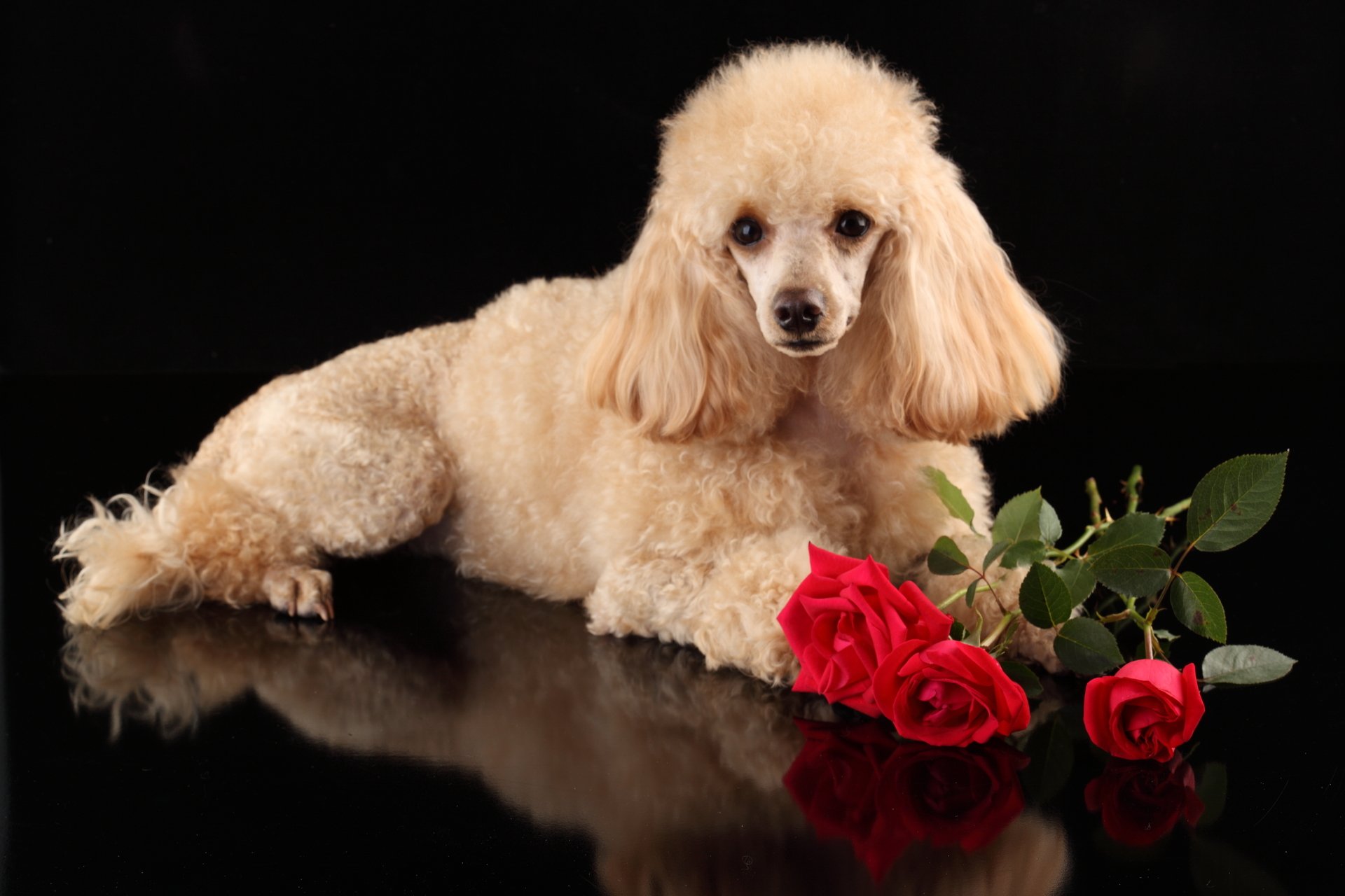 Poodle HD Wallpaper and Background Image