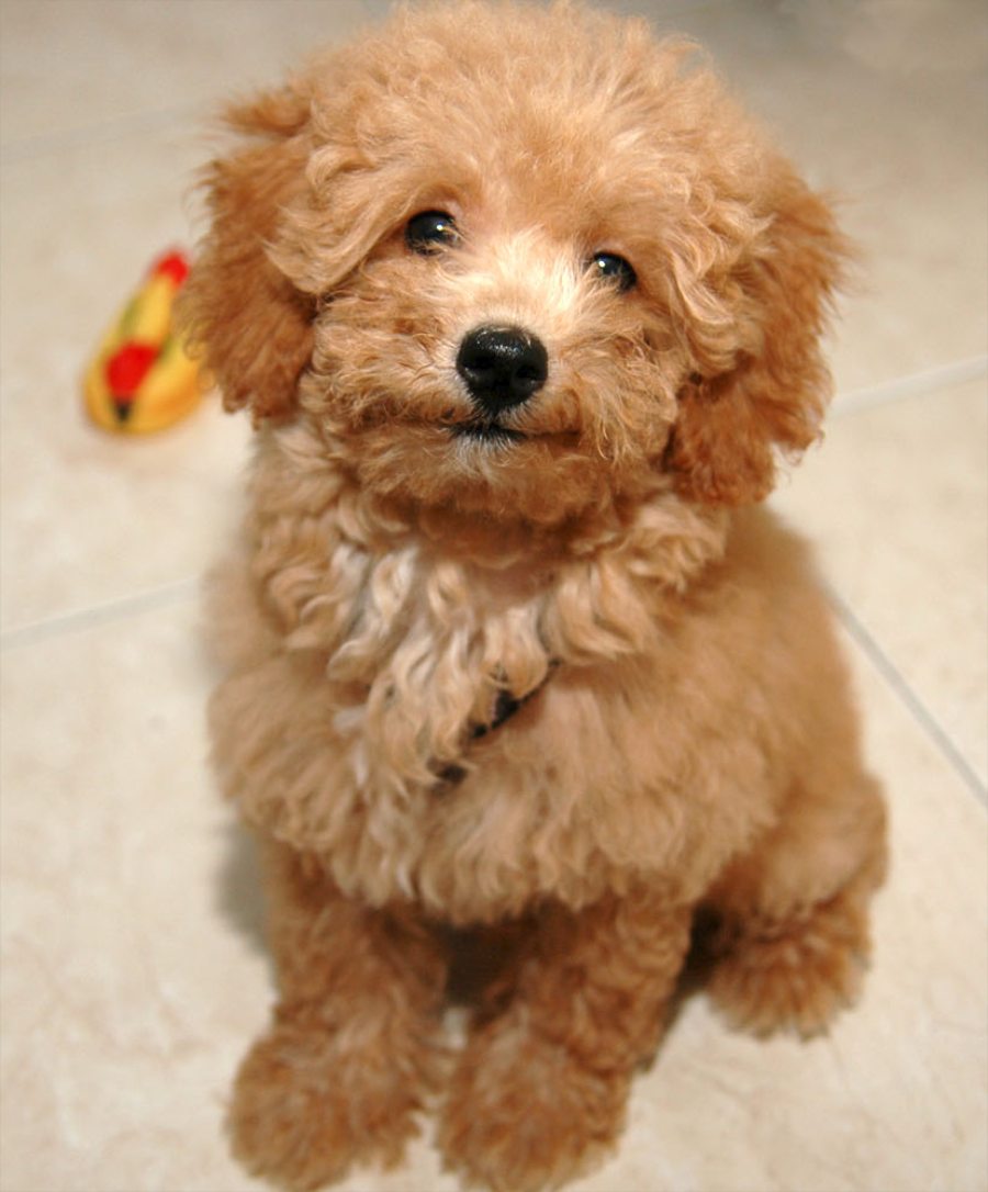 Lovely Poodle dog photo and wallpaper. Beautiful Lovely Poodle dog picture