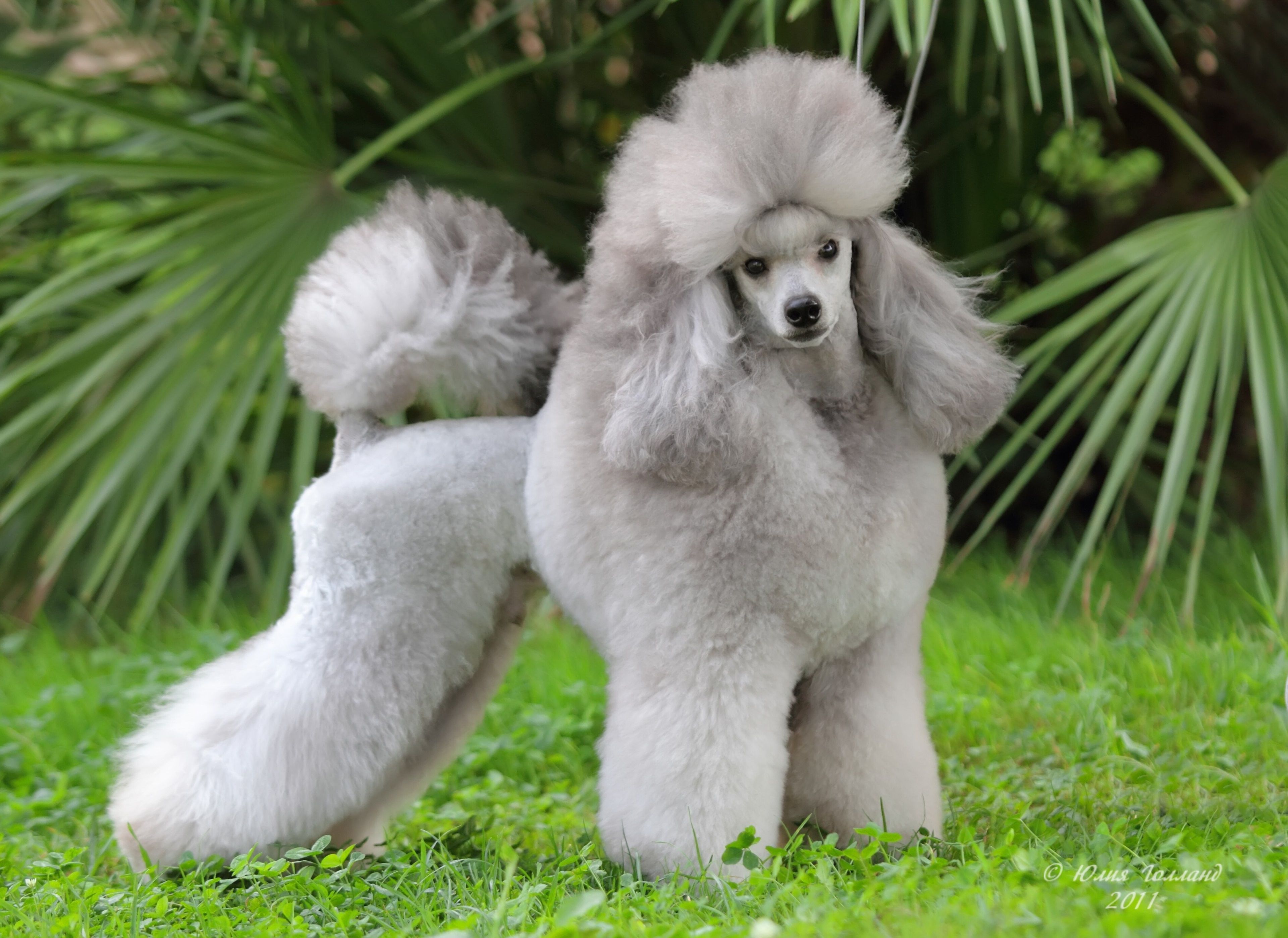 poodle 4k wallpaper HD free. Toy poodle, Standard poodle, Poodle puppy