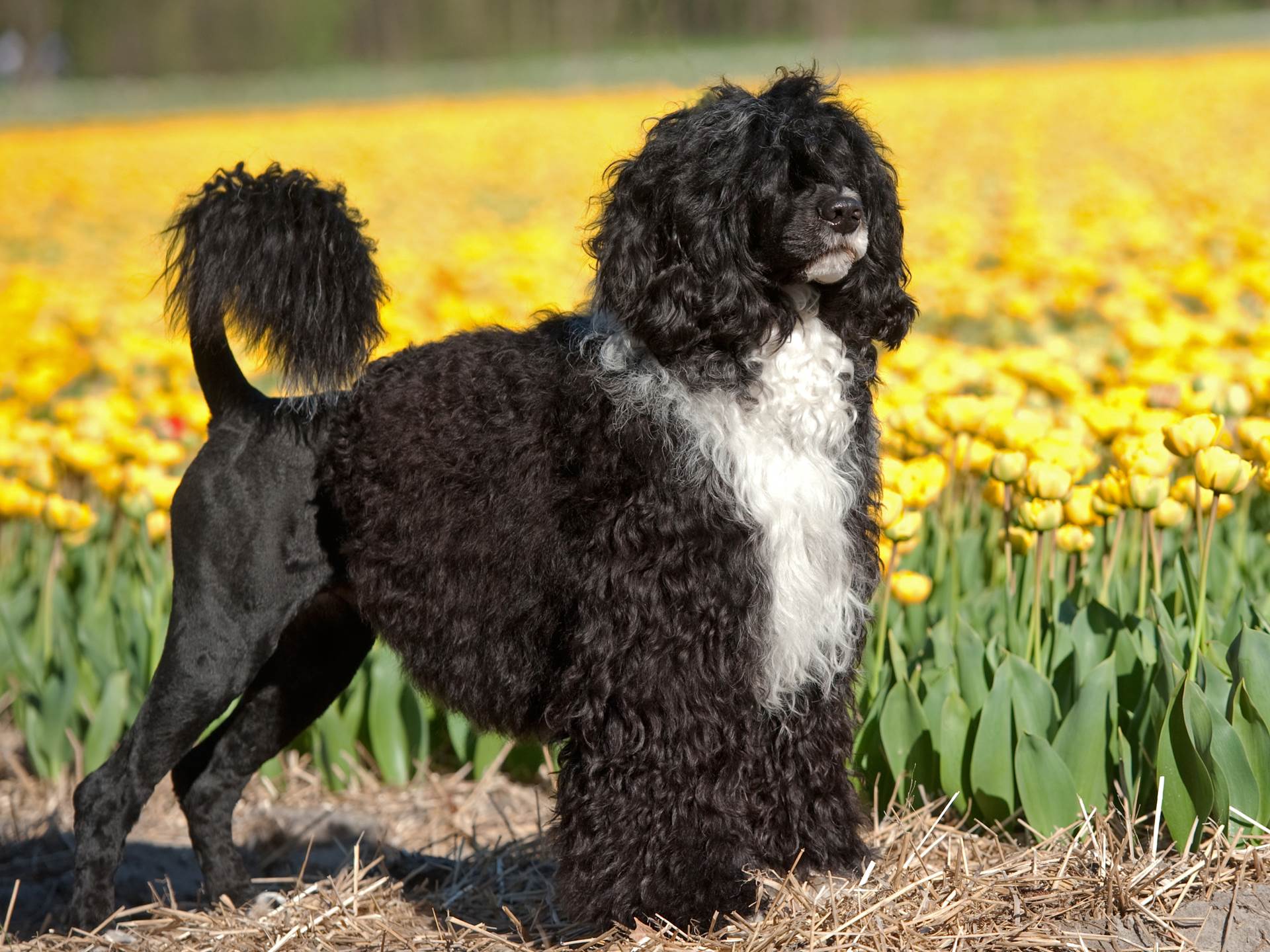 Poodle Dog Wallpaper