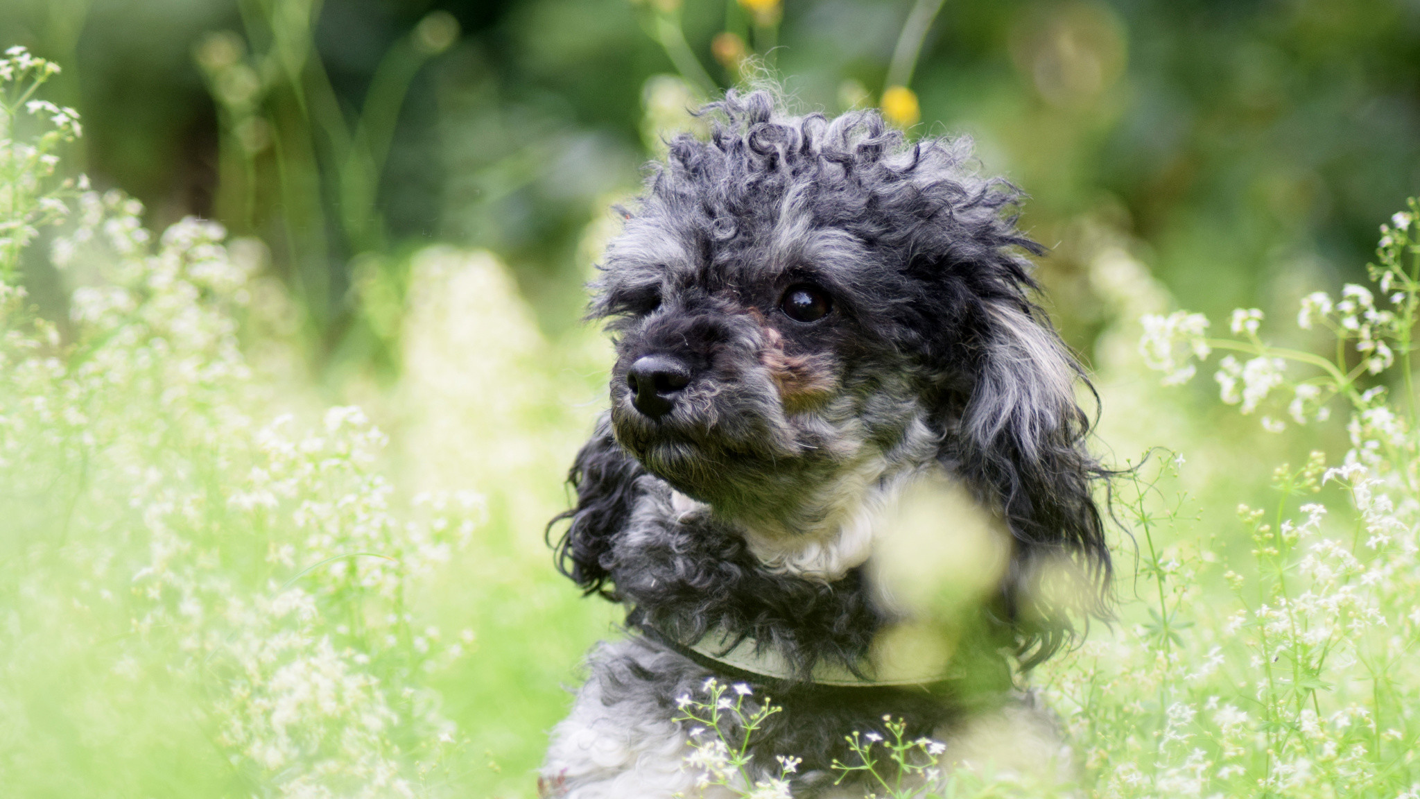 Wallpaper Poodle, Dog, Play, Meadow, Plants Data Cut Toy Poodle