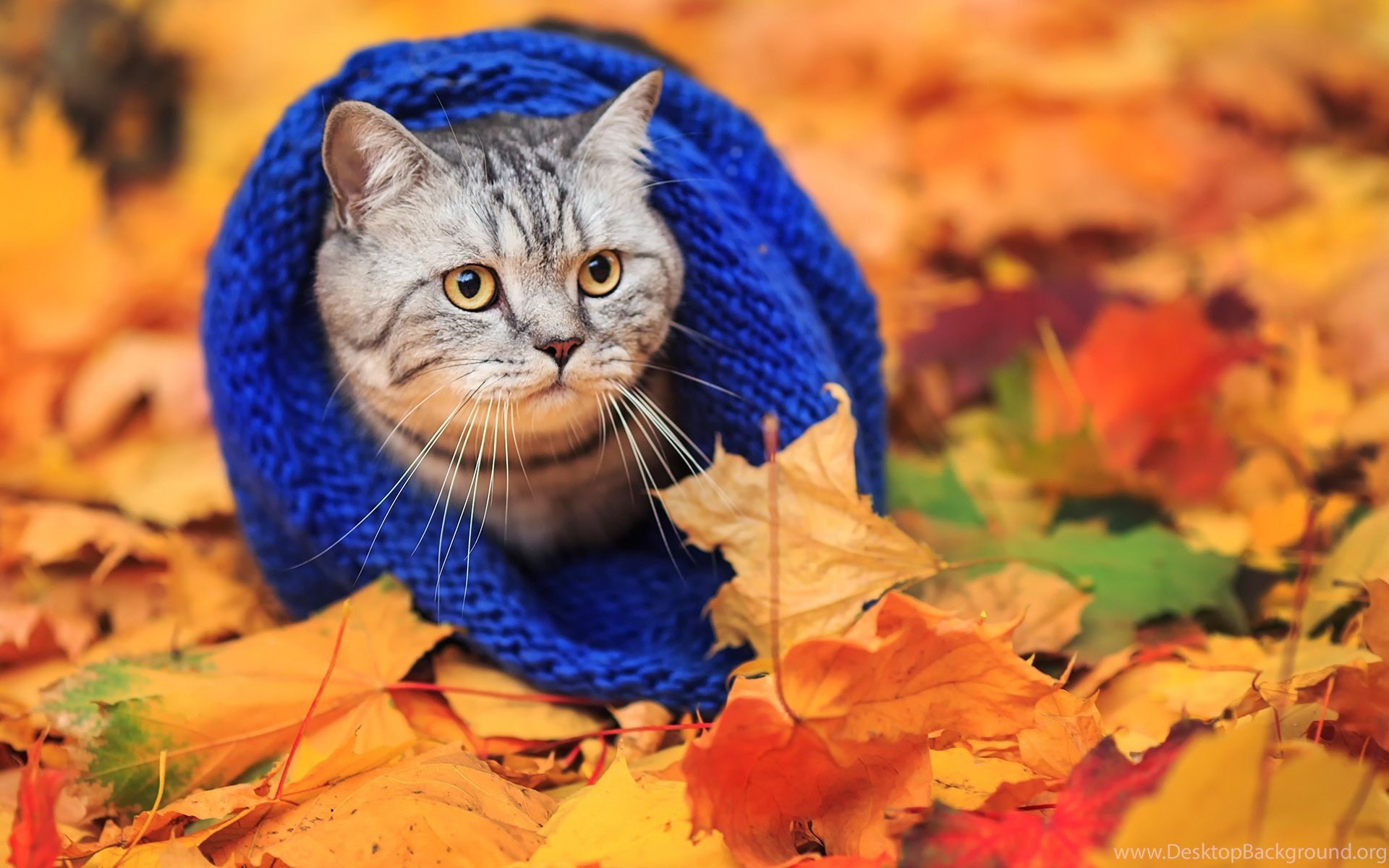Cat Scarf Autumn Leaves Wallpaper Desktop Background
