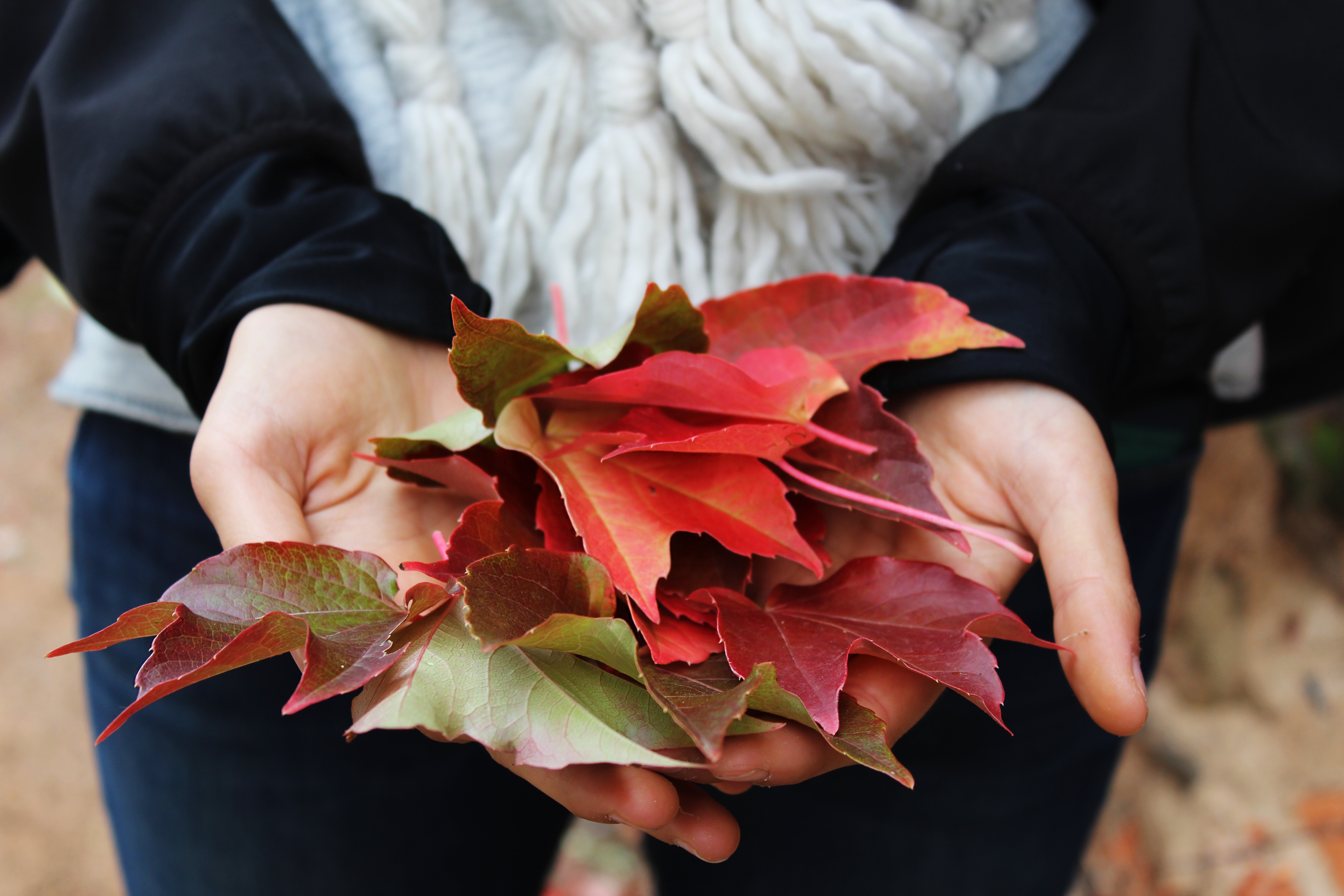 5184x3456 #leafes, #person, #Public domain image, #fall, #scarf, #hand, #girl, #red lewafe, #leafe, #red, #leaves, #palm, #autumn, #seasonal, #autuman. Mocah HD Wallpaper