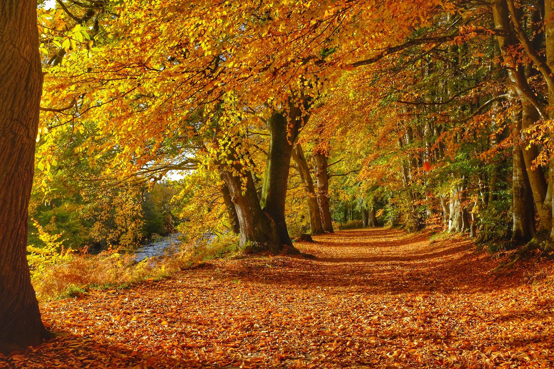 Autumn beside the River Earn, Scotland [OC] (1776x1184): wallpaper