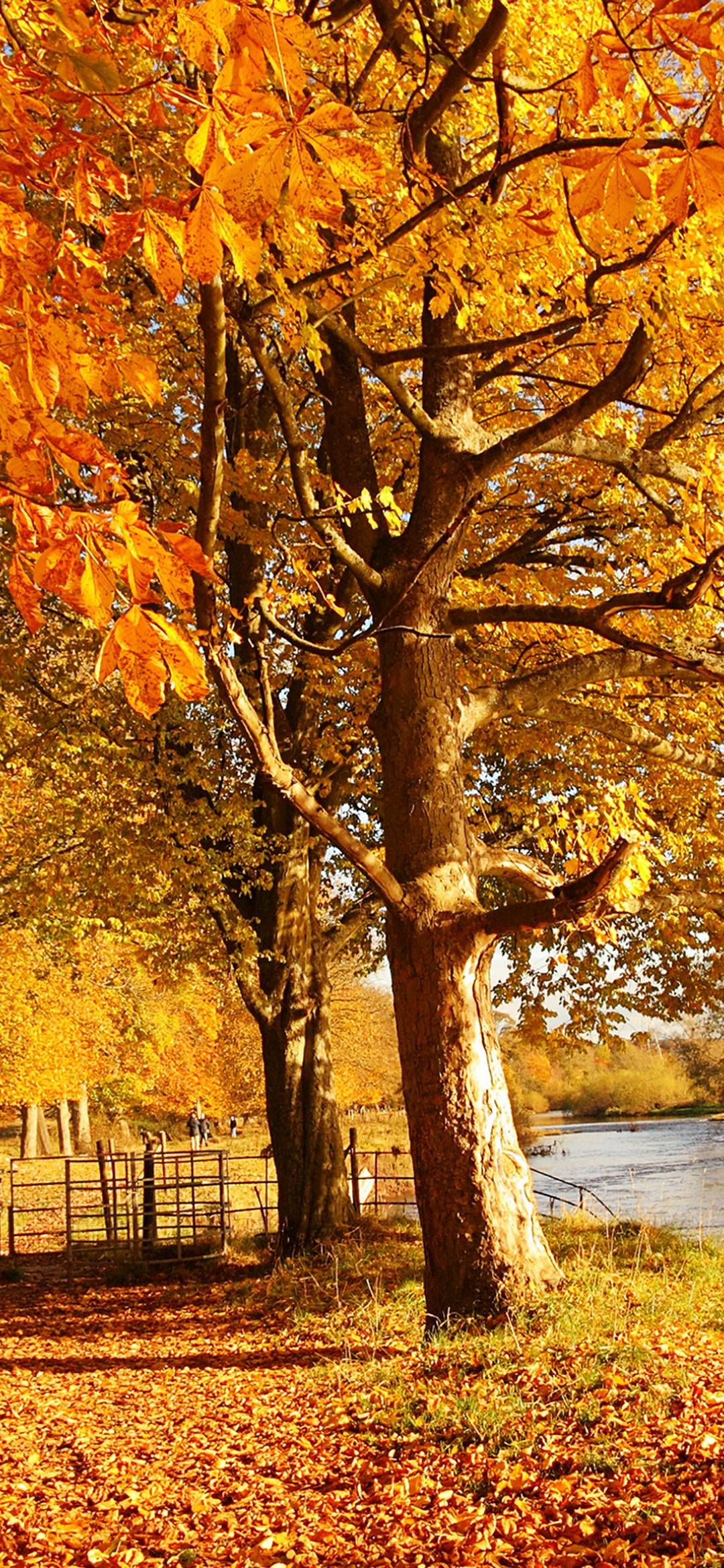 Huawei Honor 8X Wallpaper. Autumn scenery, Autumn scenes, Scenery