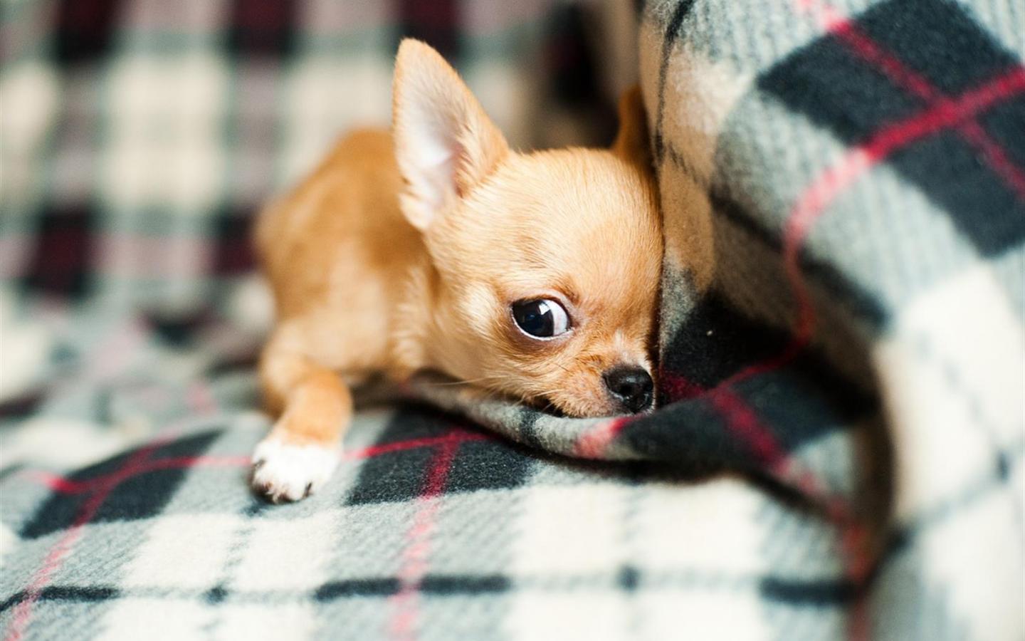 Cute Chihuahua Wallpapers - Wallpaper Cave