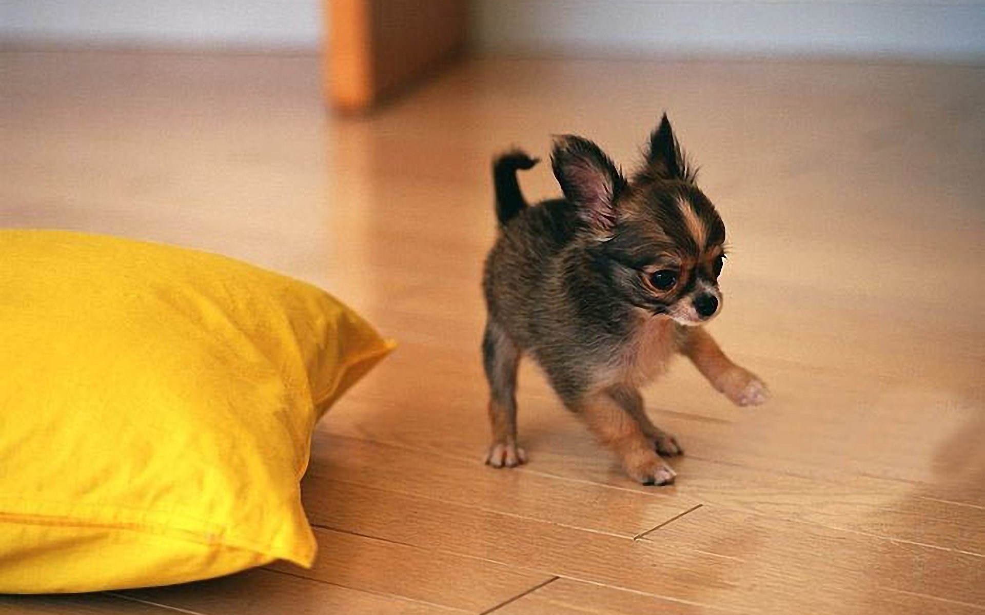 Cute Chihuahua Puppy Playing wallpaper. Cute Chihuahua Puppy Playing
