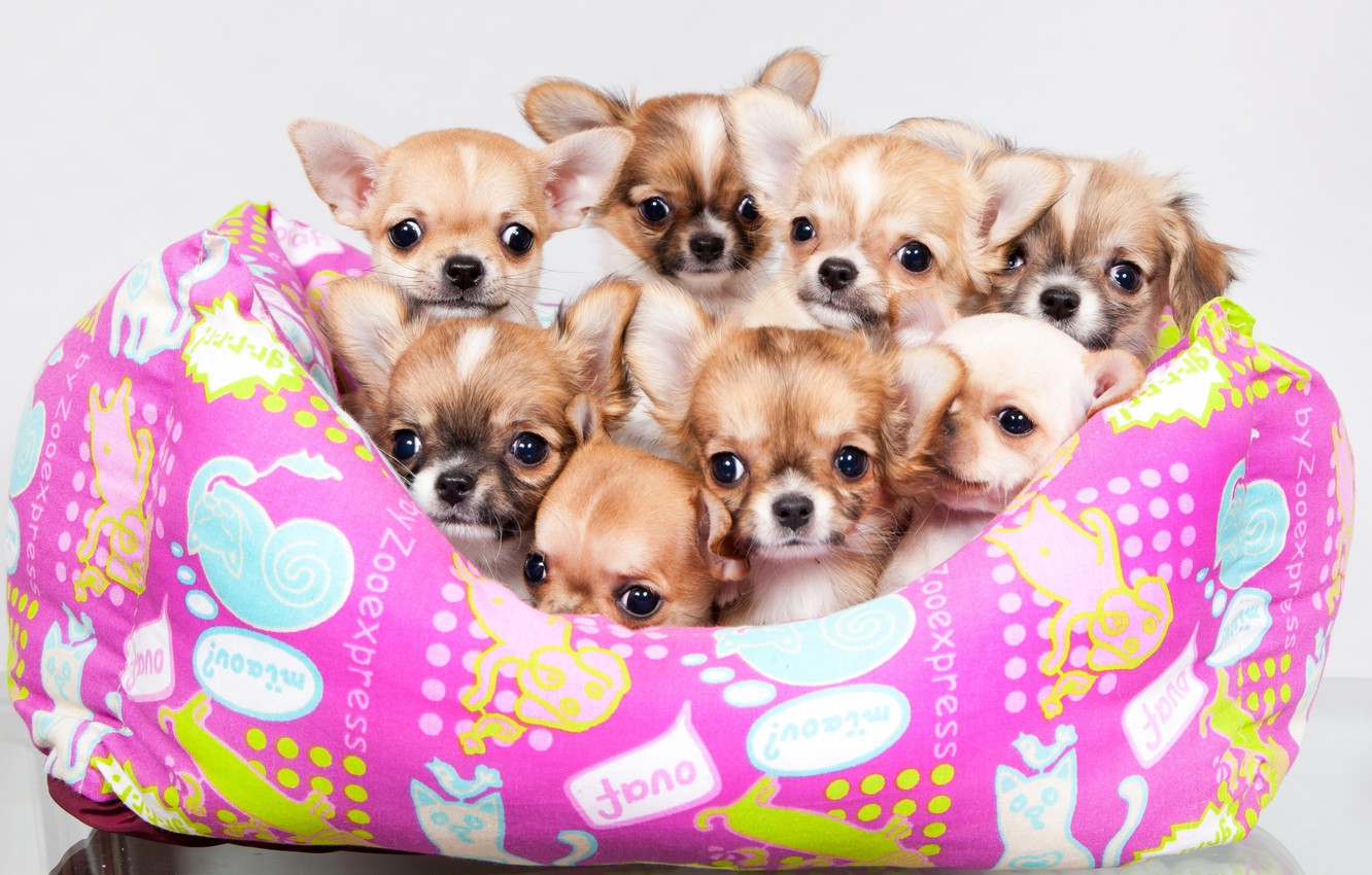 Wallpaper puppies, a lot, Chihuahua, cute image for desktop, section собаки