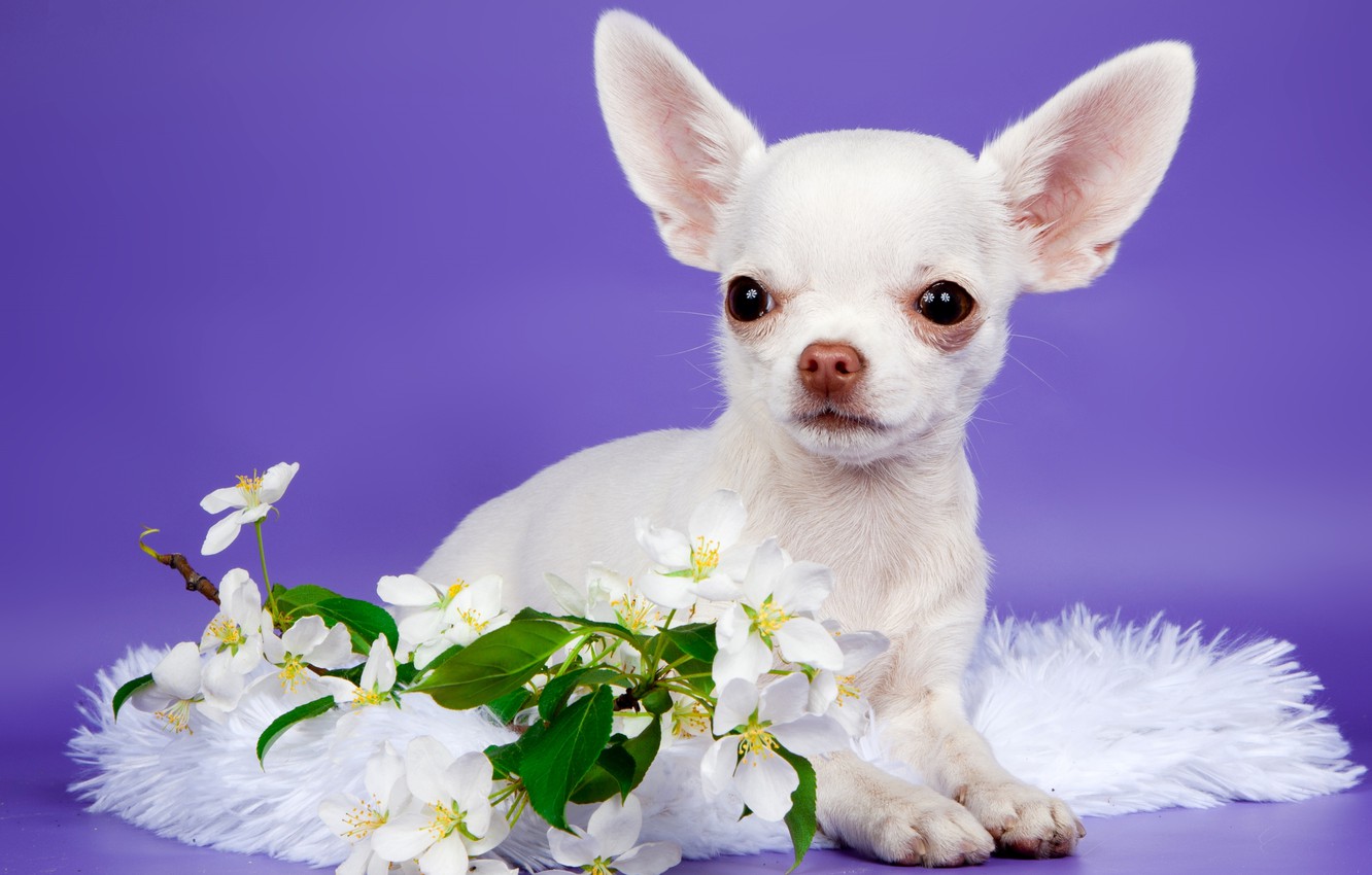 Wallpaper flowers, cute, puppy, Chihuahua image for desktop, section собаки