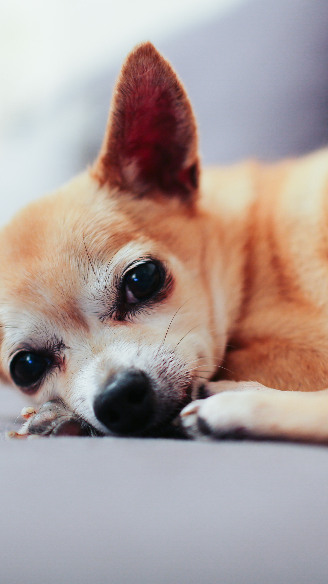 Animal, Dog, Chihuahua, Puppy iPhone Wallpaper Chihuahuas HD Wallpaper